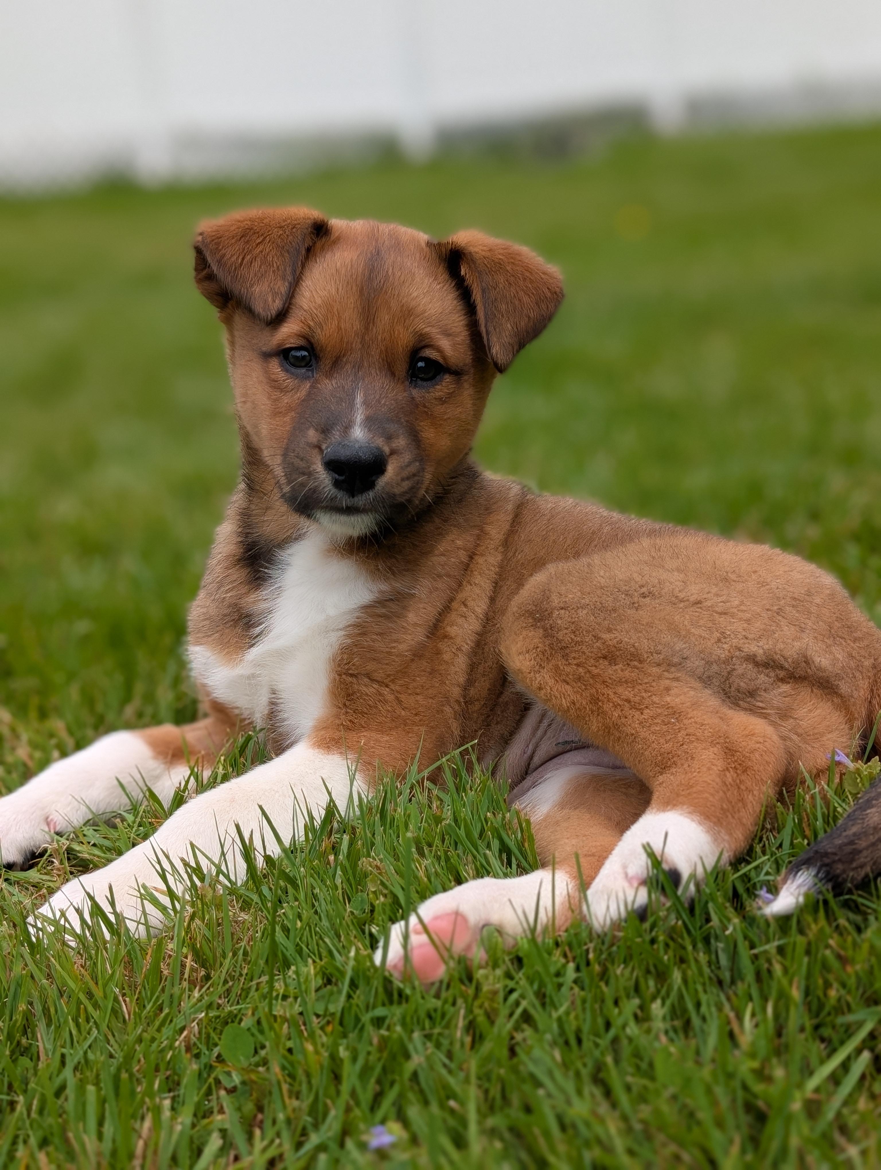 Enlarge Wilma, an adopted Mixed Breed in Cooperstown, NY image 2/2