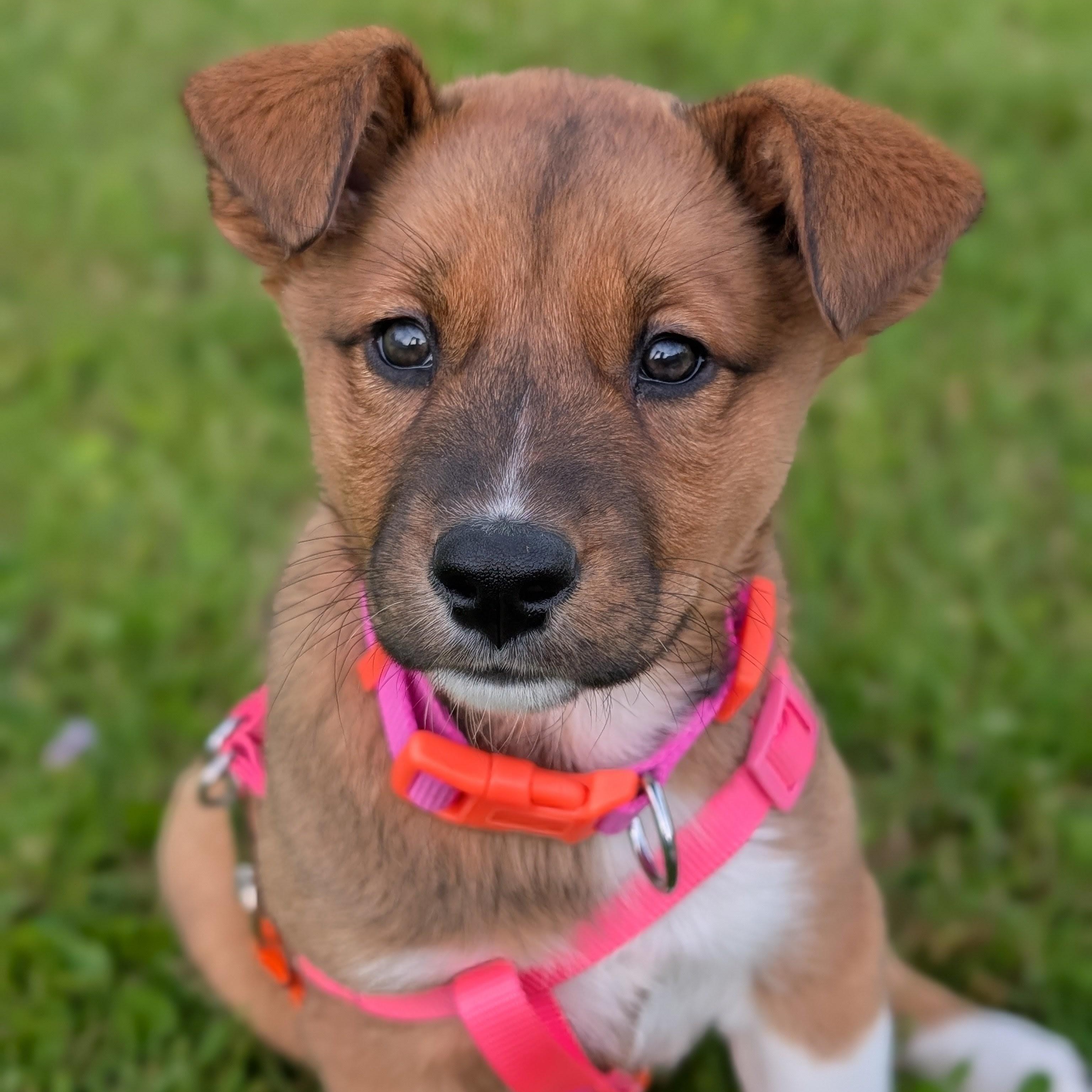 Enlarge Wilma, an adopted Mixed Breed in Cooperstown, NY image 1/2