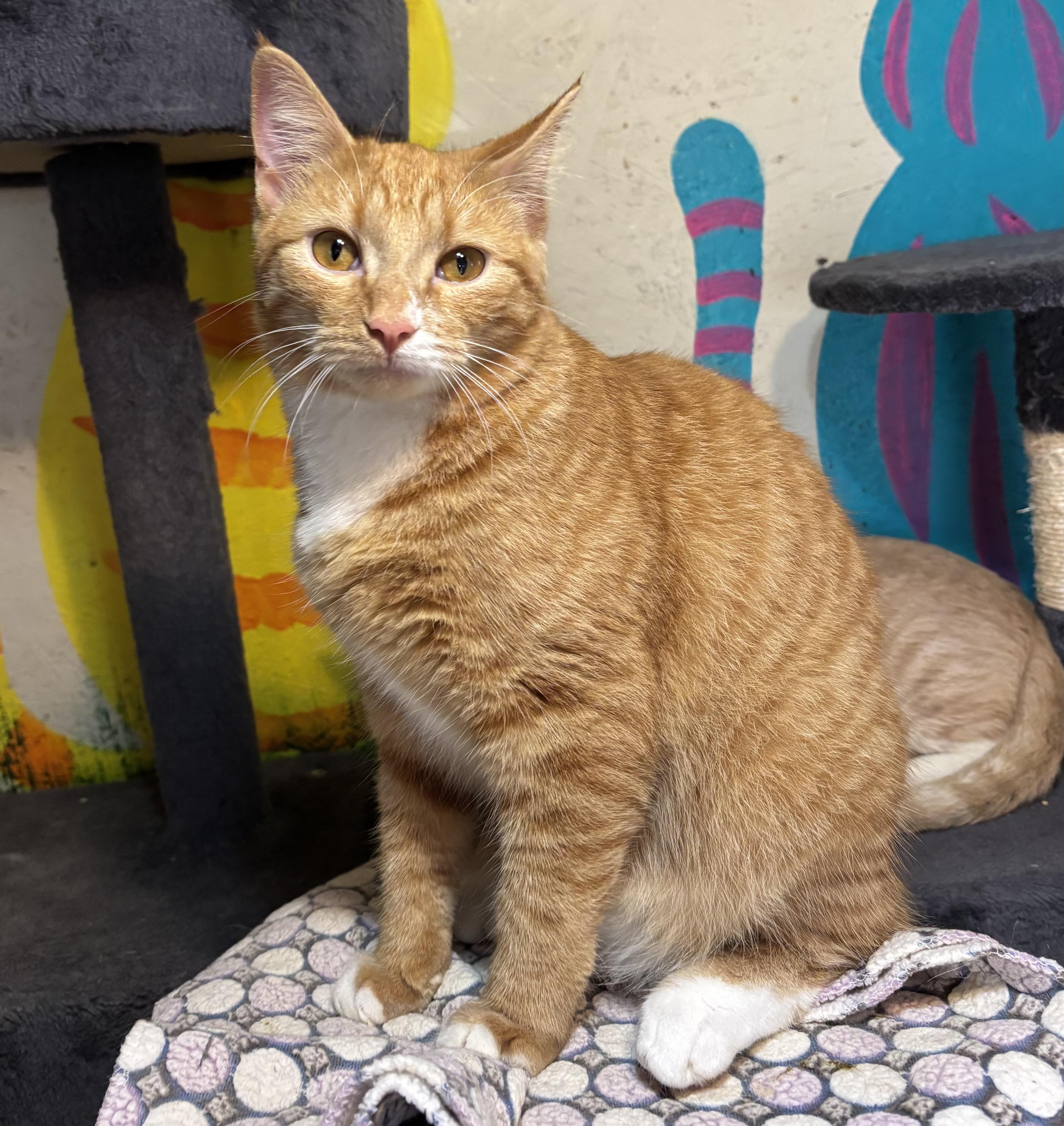 Enlarge Theo, a Adoptable Domestic Short Hair in Anderson , SC image 1/6