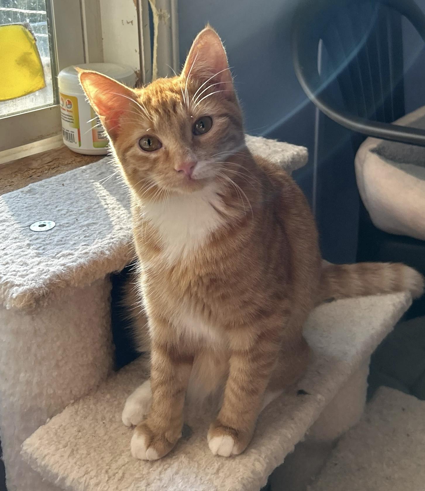 Enlarge Theo, a Adoptable Domestic Short Hair in Anderson , SC image 3/6