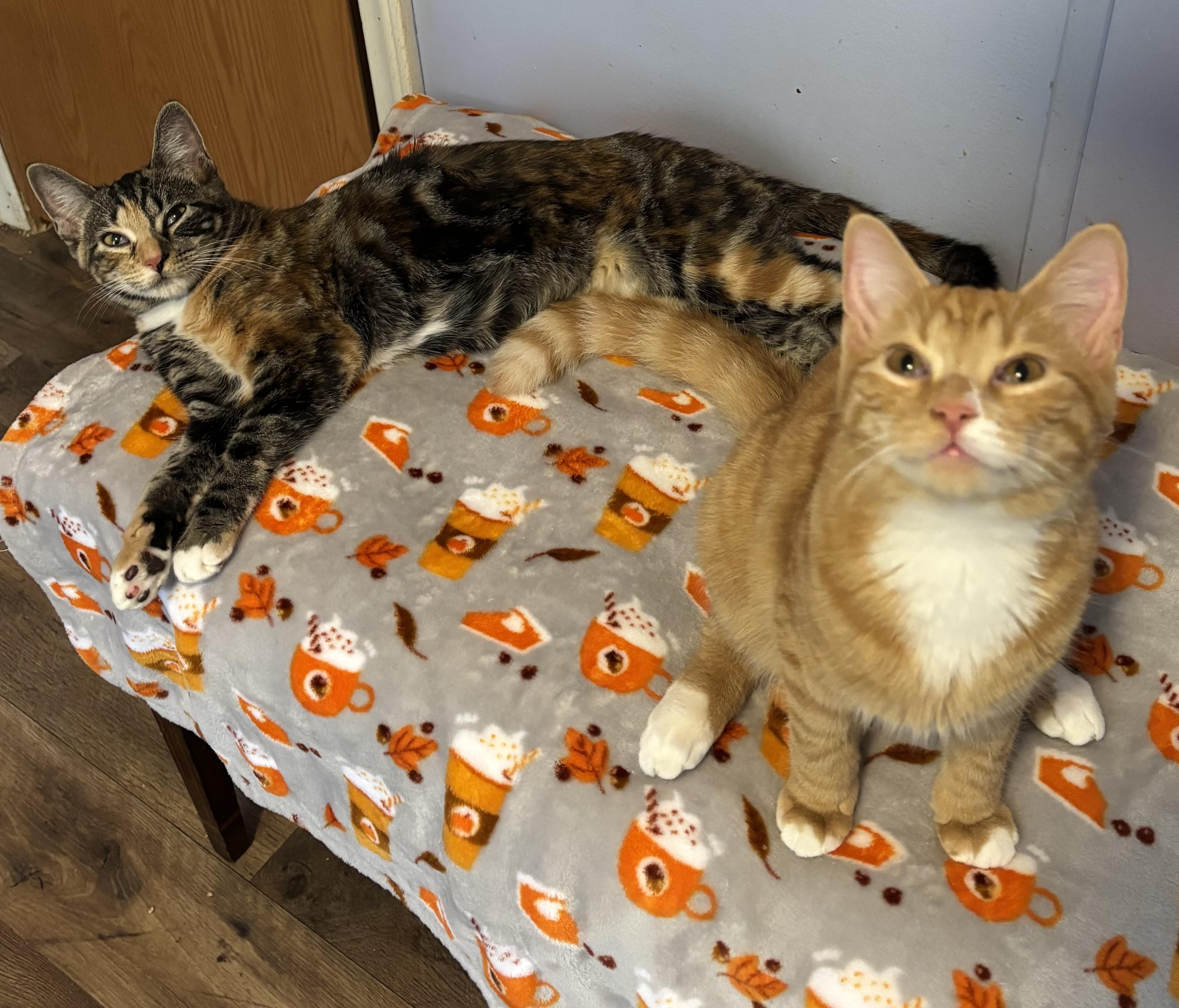 Enlarge Theo, a Adoptable Domestic Short Hair in Anderson , SC image 4/6