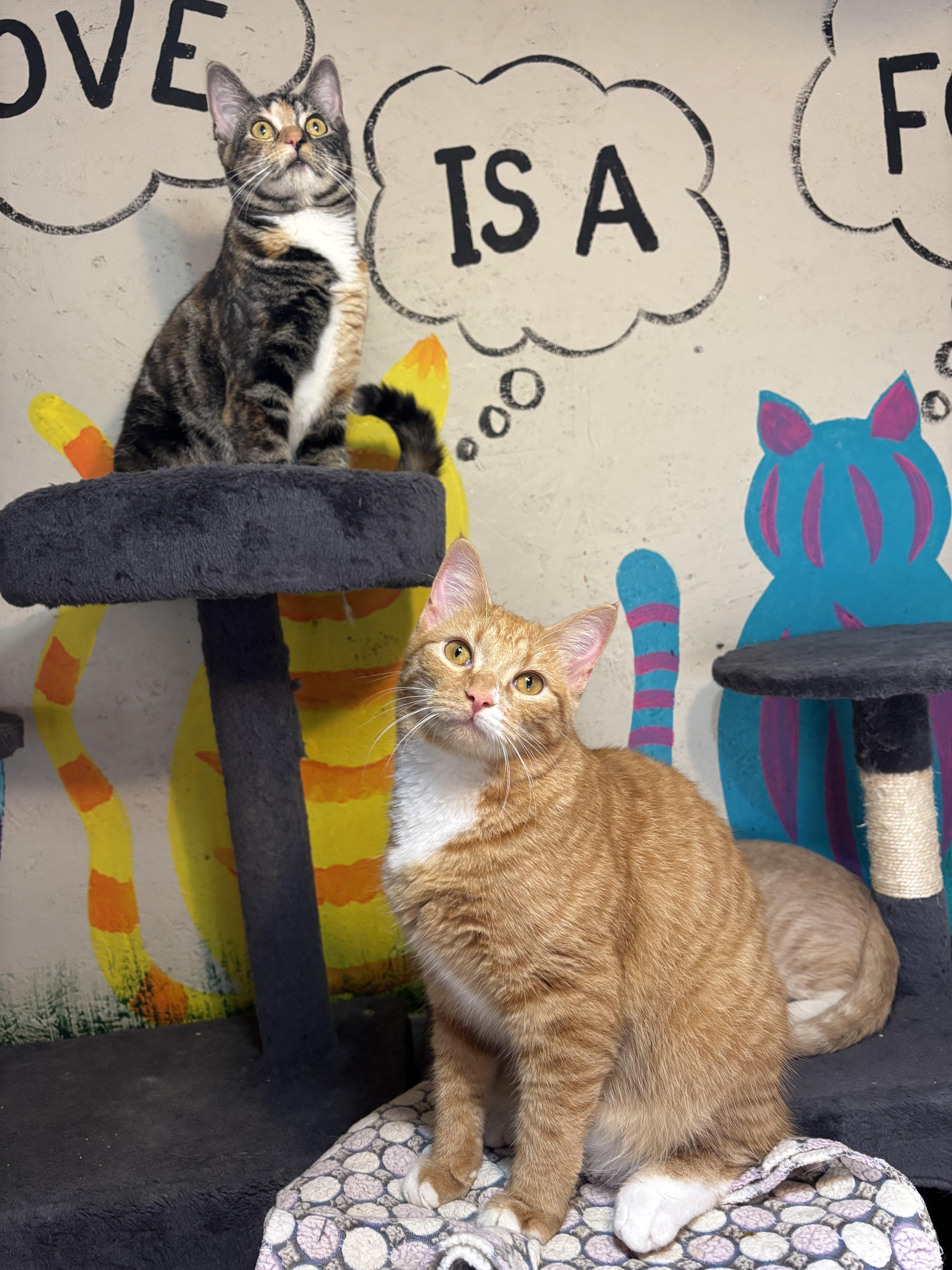 Enlarge Theo, a Adoptable Domestic Short Hair in Anderson , SC image 2/6