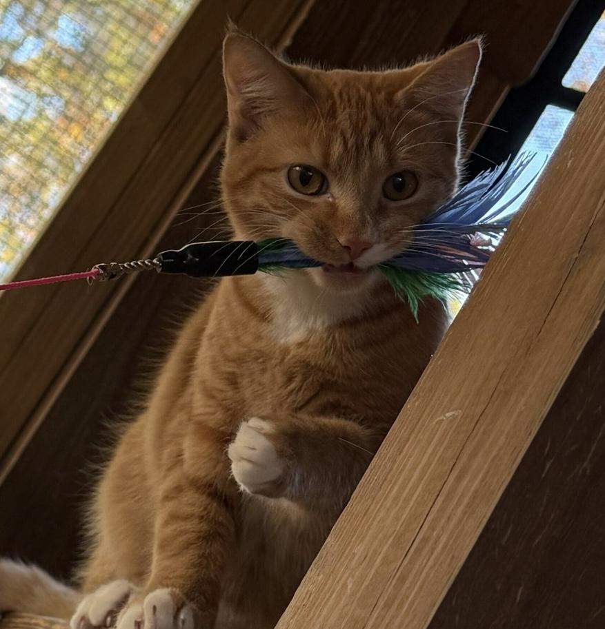 Enlarge Theo, a Adoptable Domestic Short Hair in Anderson , SC image 5/6