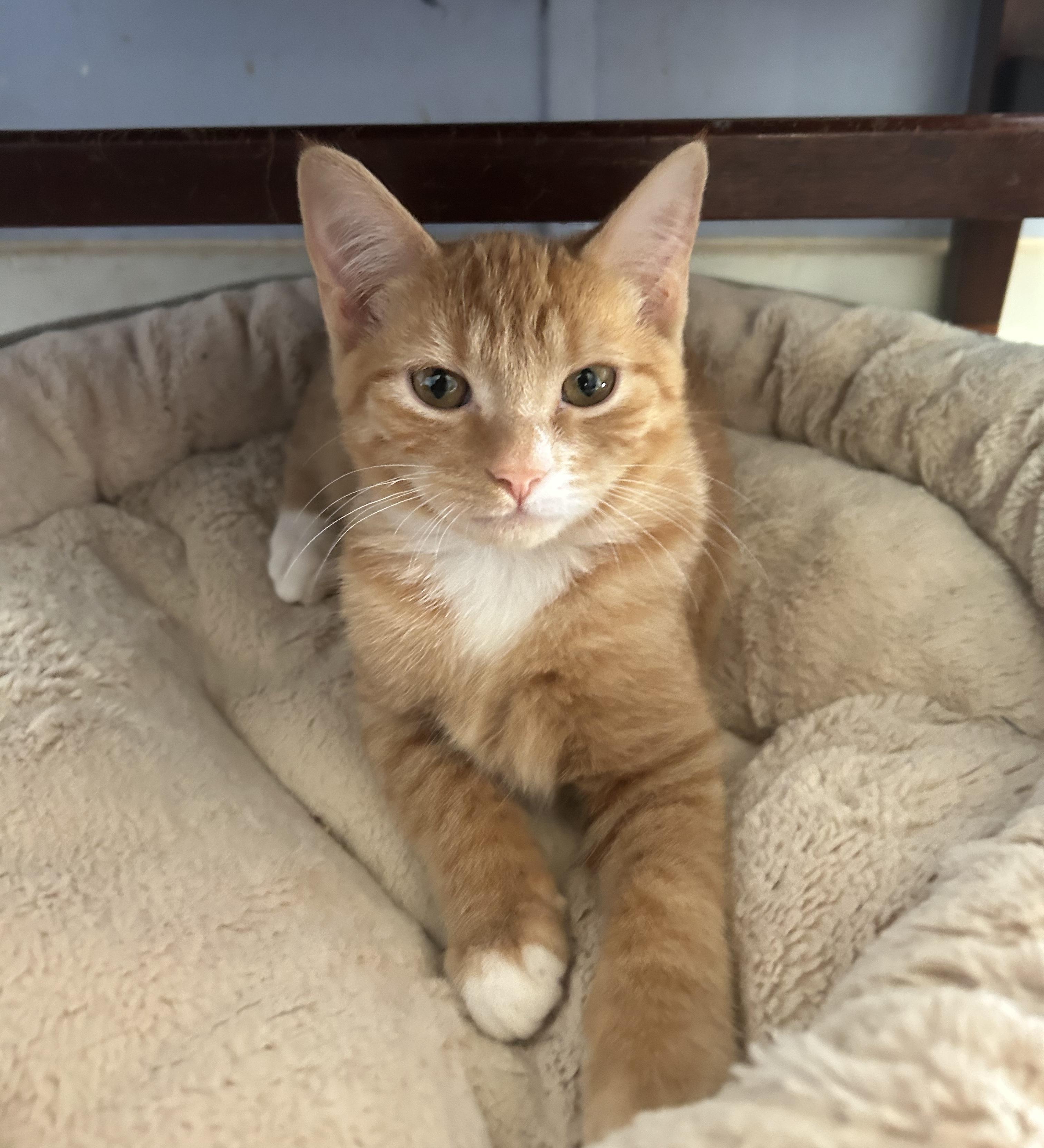 Enlarge Theo, a Adoptable Domestic Short Hair in Anderson , SC image 6/6