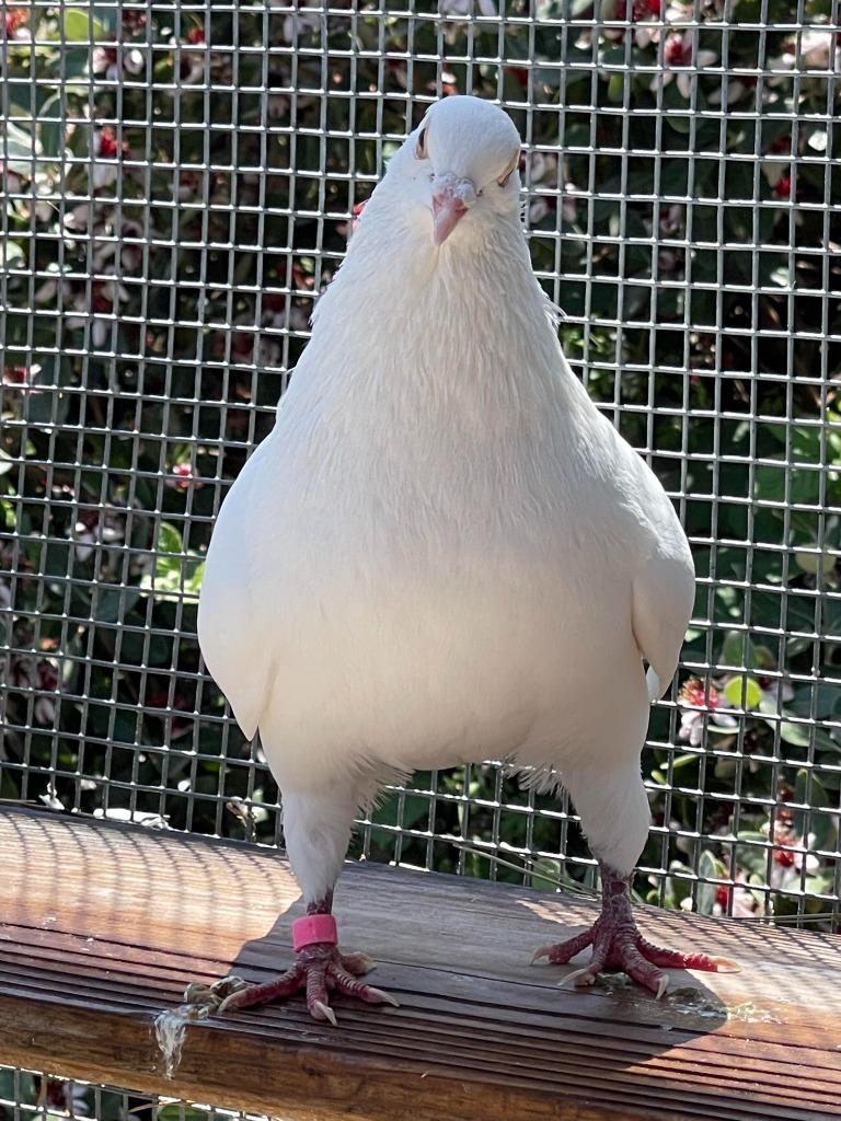 Enlarge Clifford, a Adoptable Pigeon in San Francisco, CA image 1/1