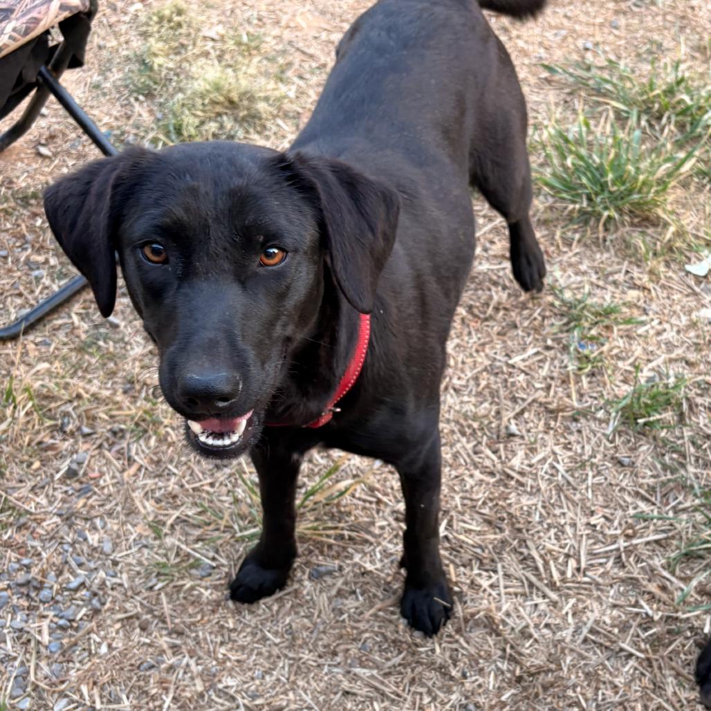 Enlarge Ellie, a Adoptable Black Labrador Retriever in Huntsville, AL image 1/1
