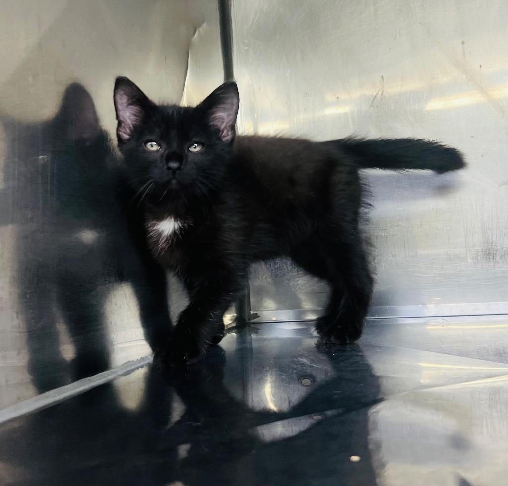 Napoleon, a Adoptable mixed breed in Murray, KY image 2/2