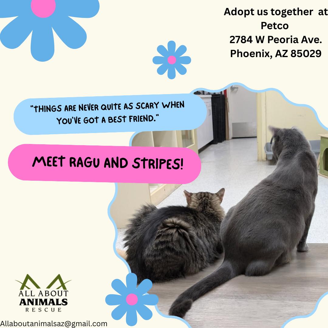 Enlarge Ragu, a Adopted Domestic Short Hair in Phoenix, AZ image 1/3