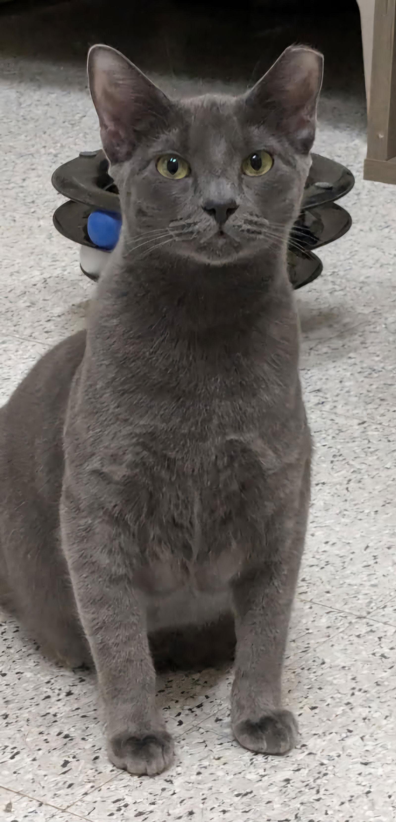 Enlarge Ragu, a Adopted Domestic Short Hair in Phoenix, AZ image 2/3