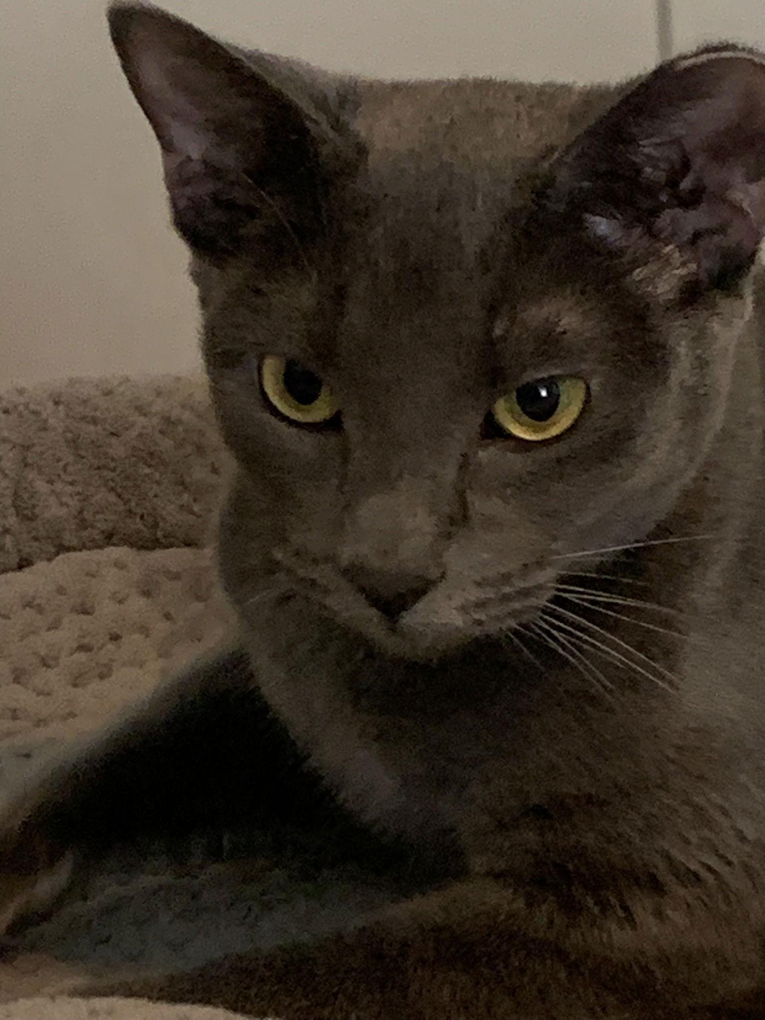 Enlarge Ragu, a Adopted Domestic Short Hair in Phoenix, AZ image 3/3