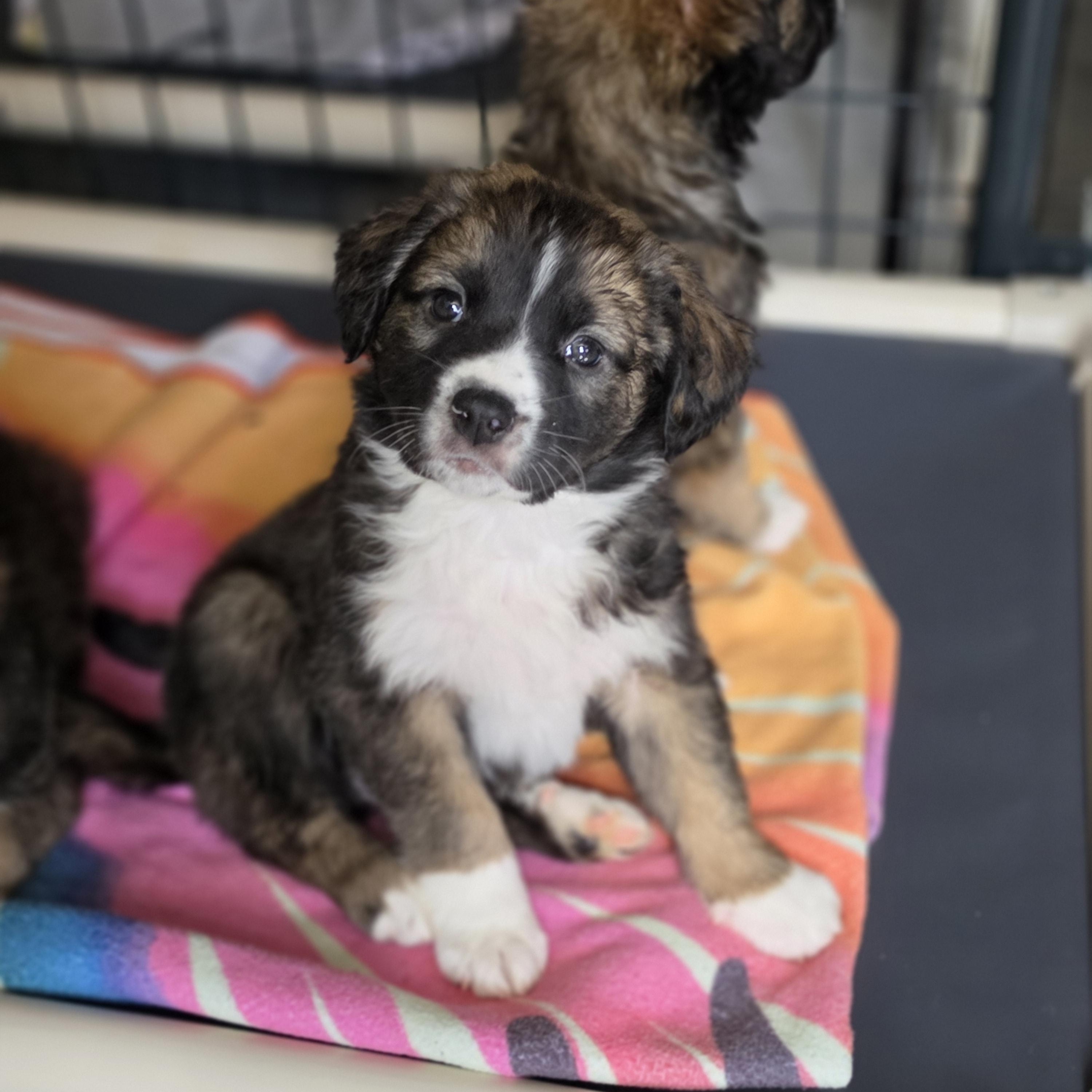 Enlarge Apollo, a Adoptable mixed breed in Blairstown, NJ image 6/6