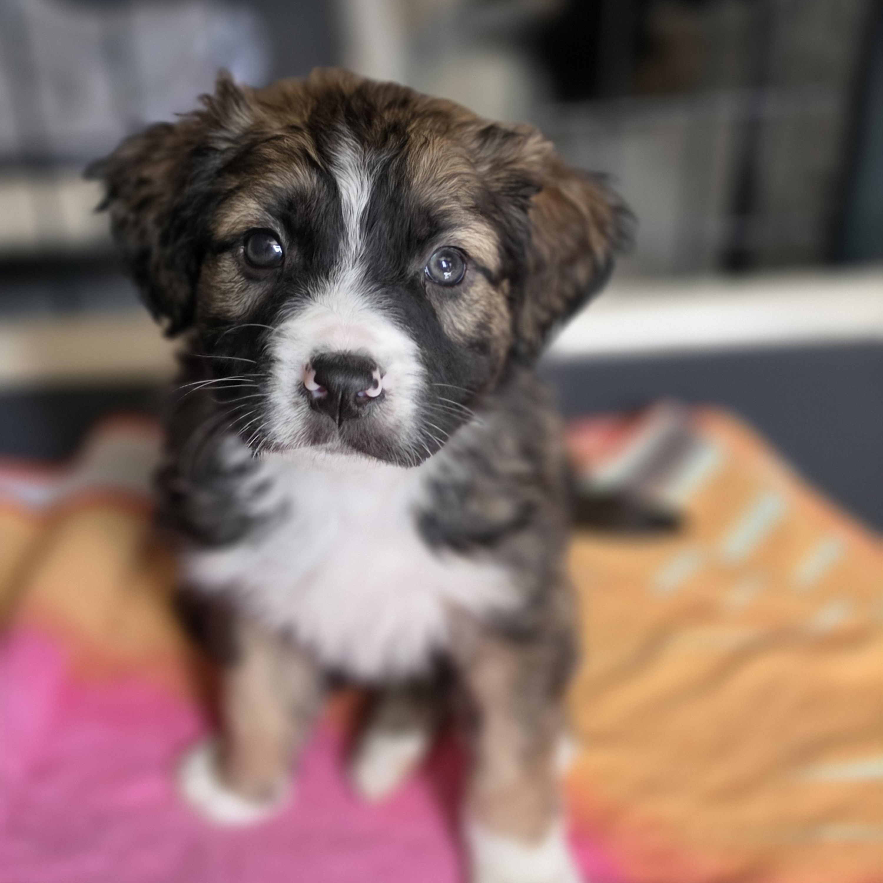Enlarge Apollo, a Adoptable mixed breed in Blairstown, NJ image 3/6