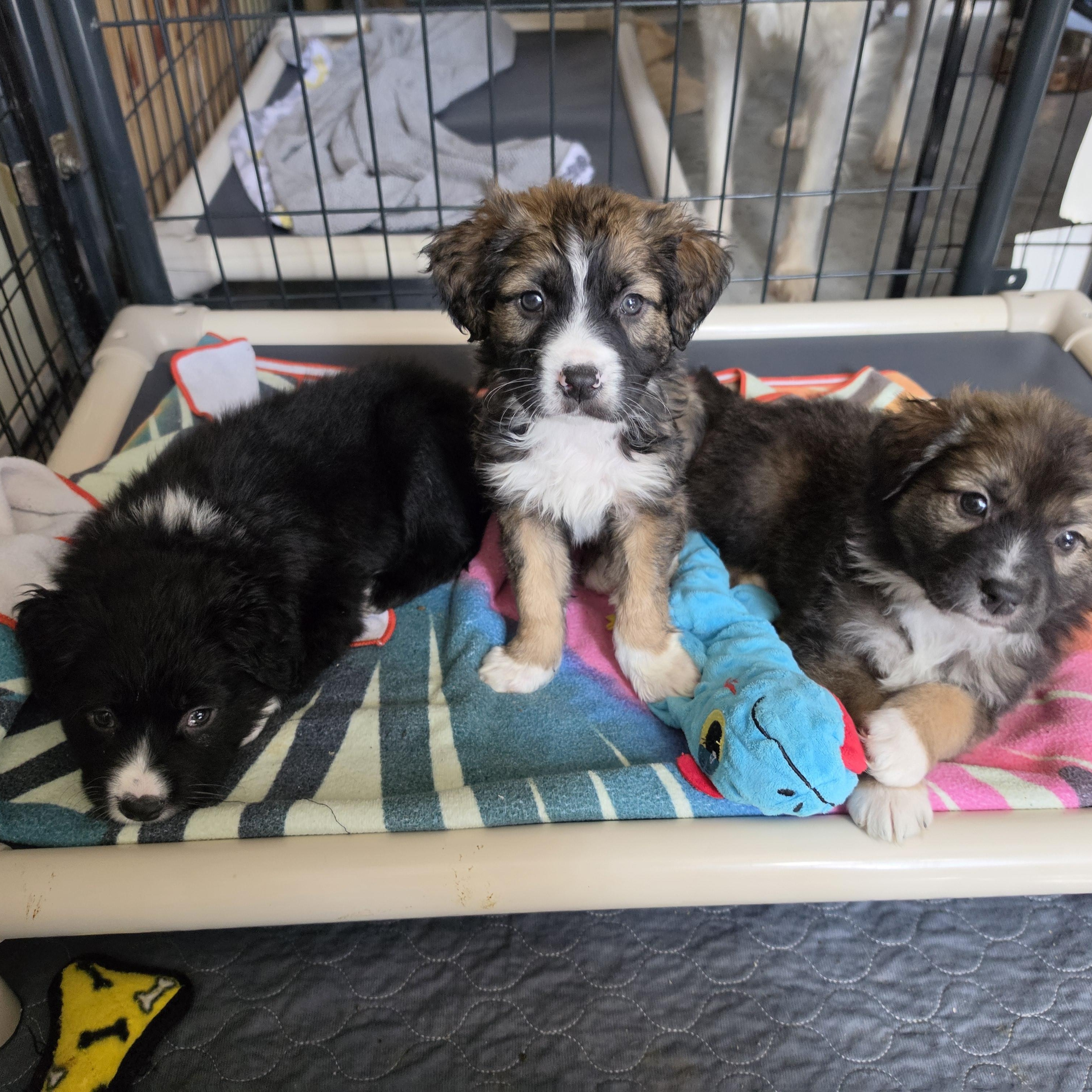 Enlarge Apollo, a Adoptable mixed breed in Blairstown, NJ image 5/6