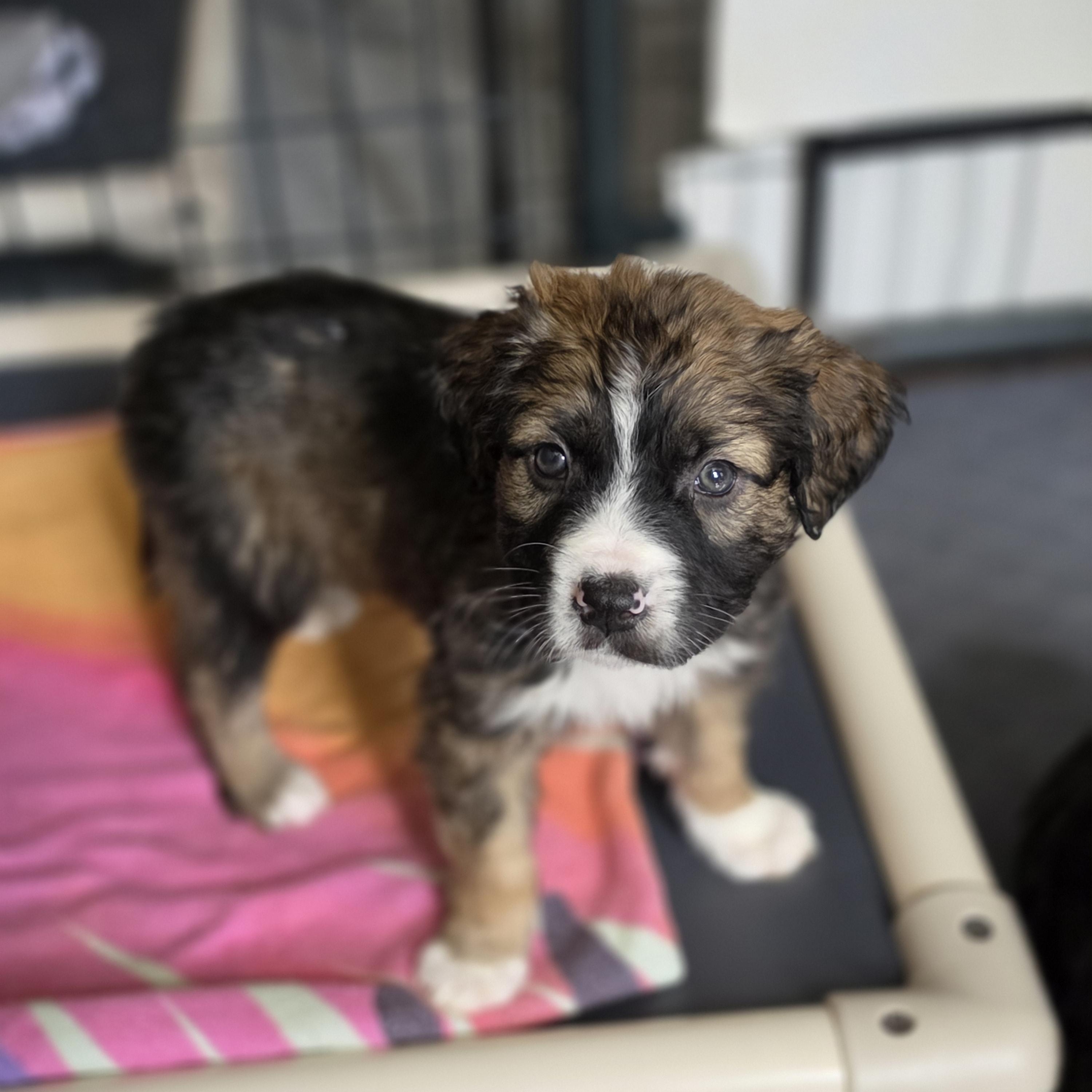 Apollo, Adoptable, Puppy Male Border Collie & Great Pyrenees.