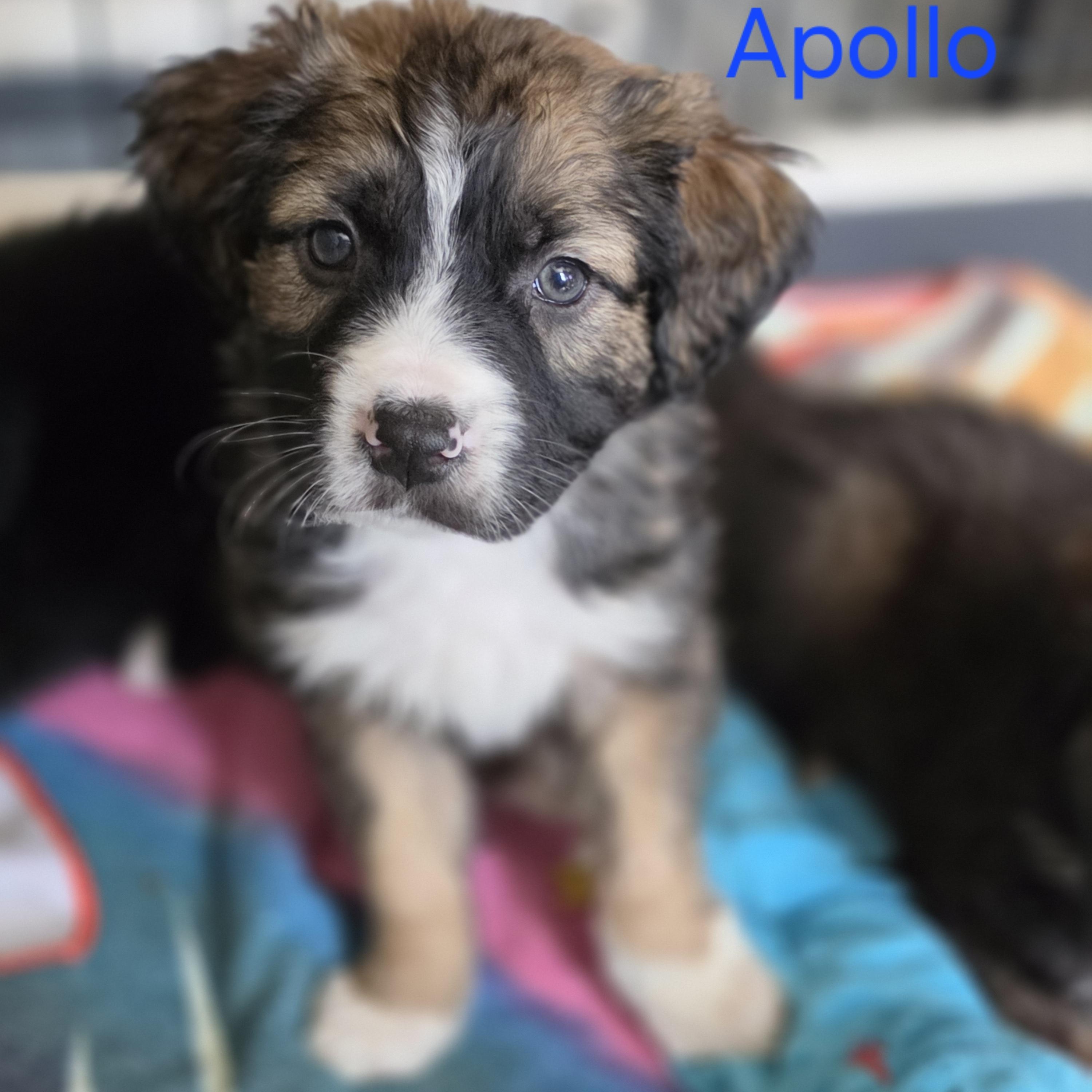 Enlarge Apollo, a Adoptable mixed breed in Blairstown, NJ image 4/6