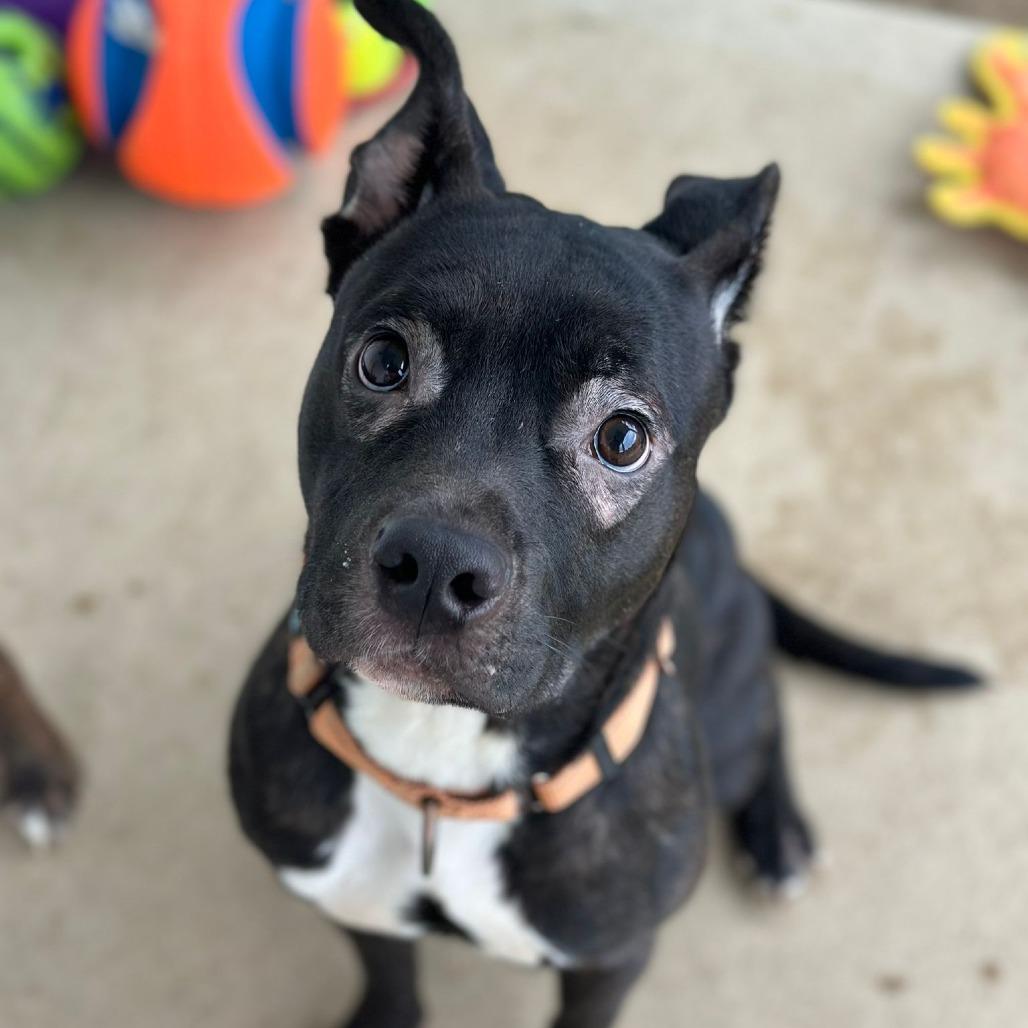 Fern, Adoptable, Adult Female American Staffordshire Terrier.