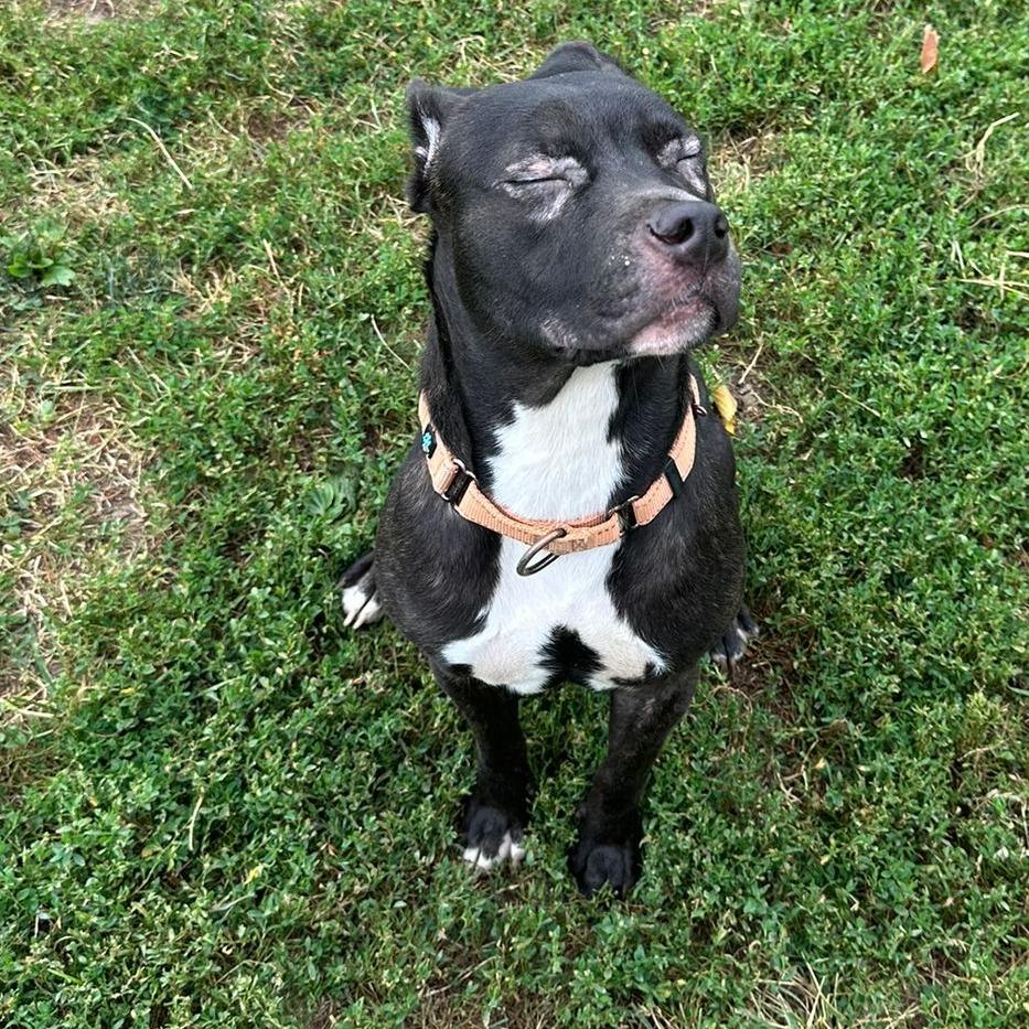 Fern, a Adoptable American Staffordshire Terrier in Sparks, NV image 2/5