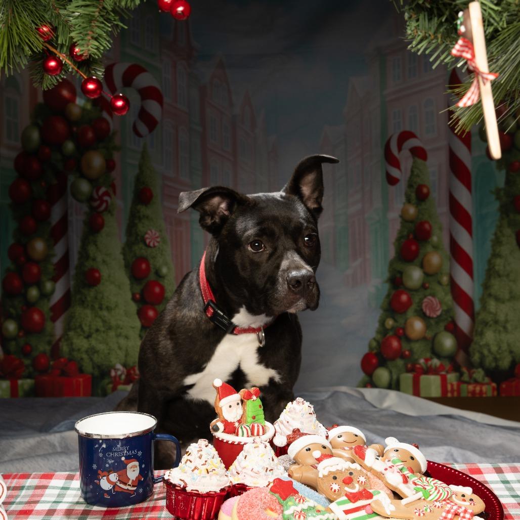 Fern, a Adoptable American Staffordshire Terrier in Sparks, NV image 3/5