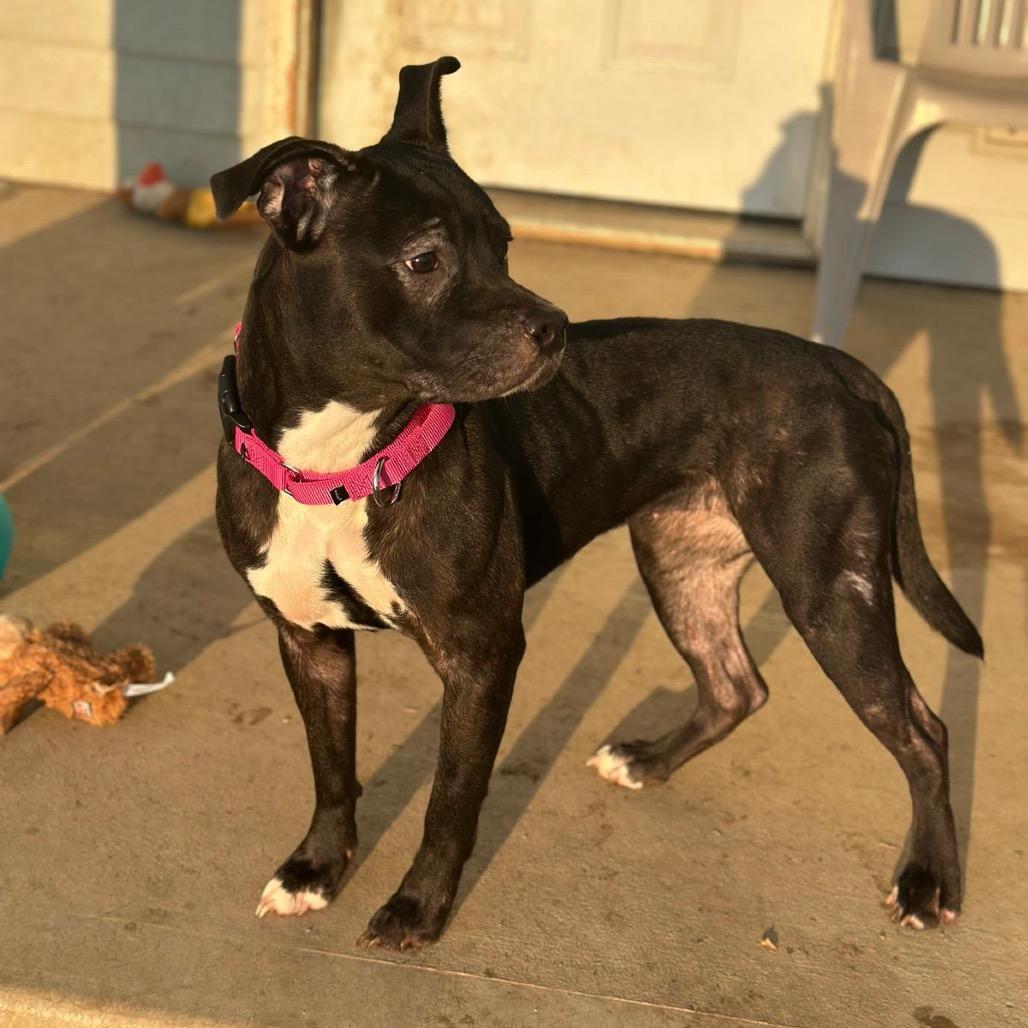 Fern, a Adoptable American Staffordshire Terrier in Sparks, NV image 4/5