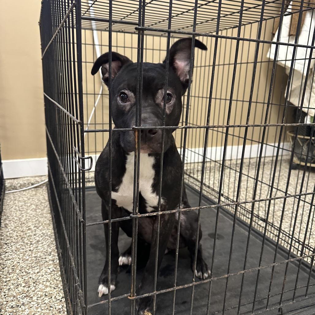 Fern, a Adoptable American Staffordshire Terrier in Sparks, NV image 5/5