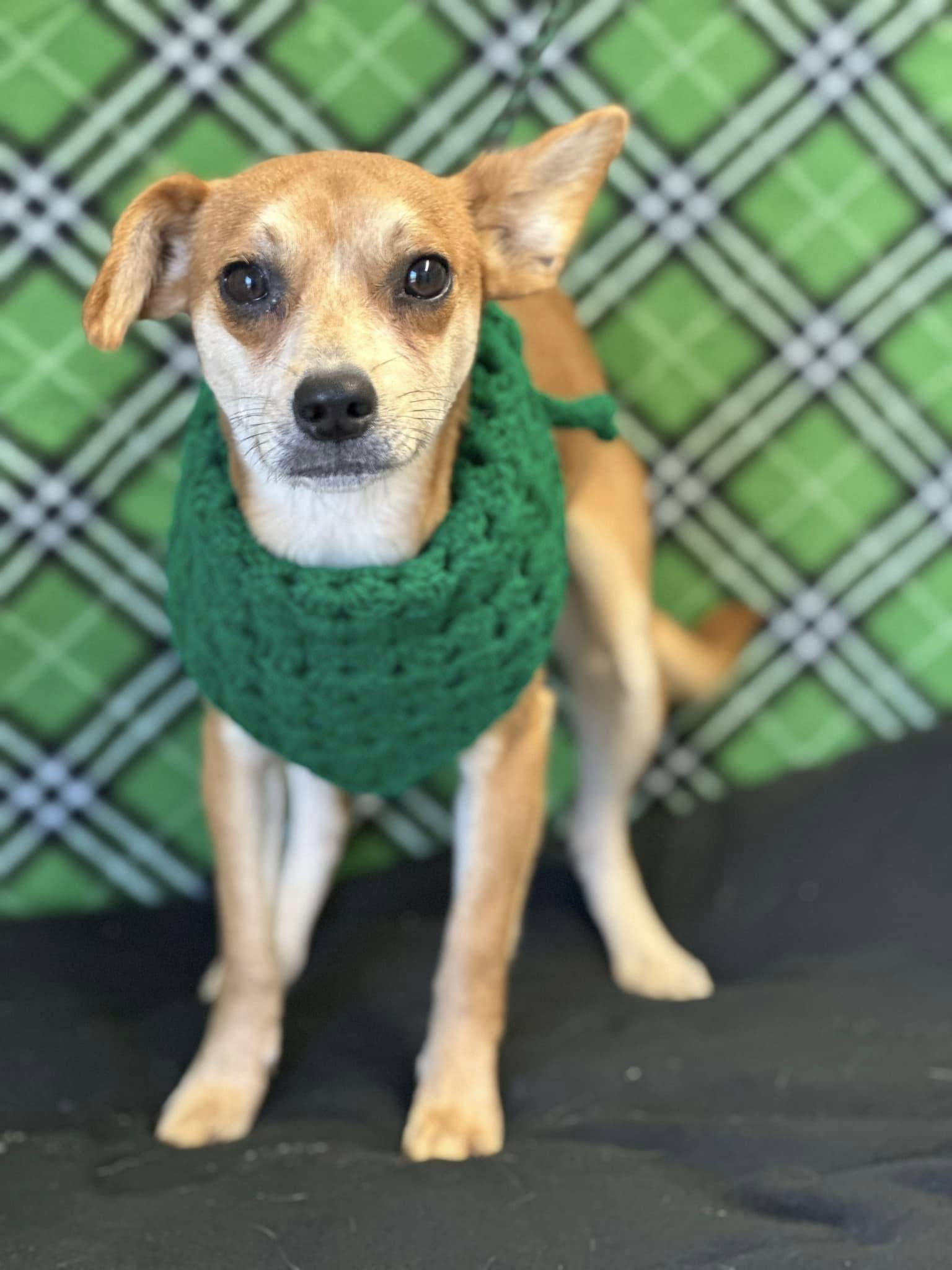 SW Terrier