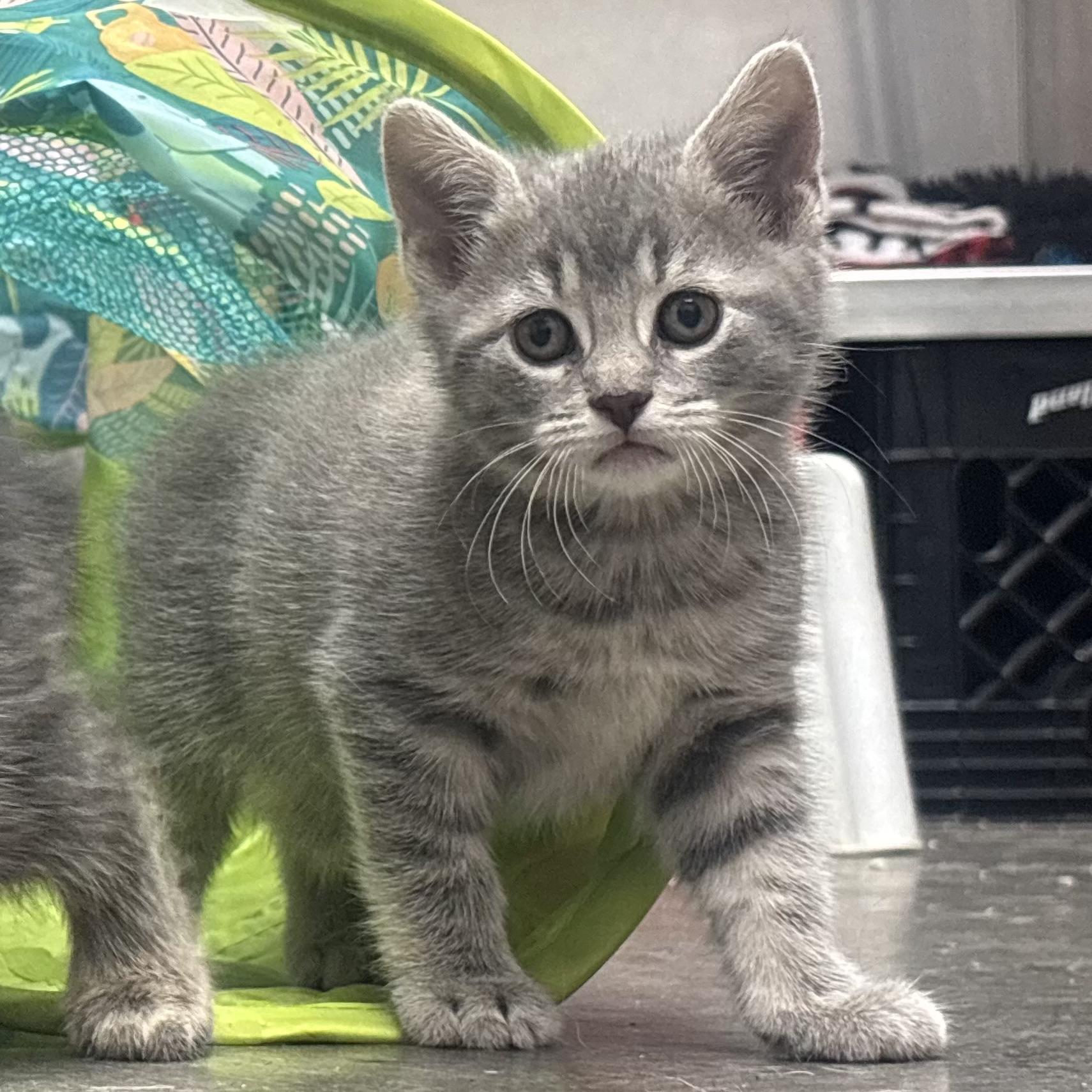 Viola, ADOPTABLE, Kitten Female Domestic Short Hair.