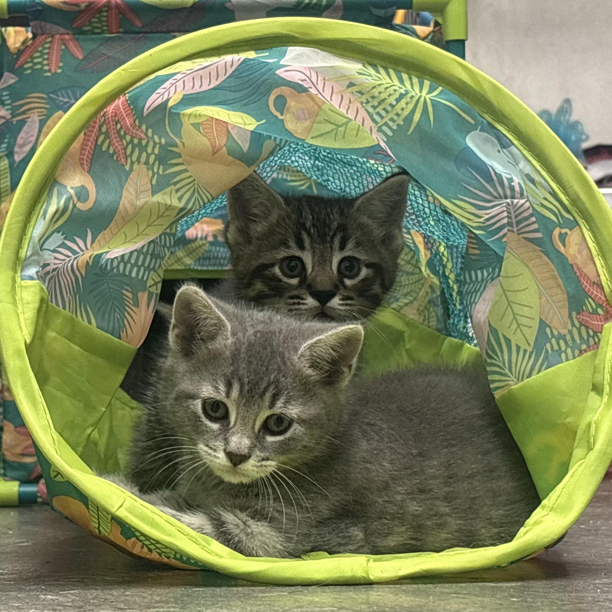 Viola, a ADOPTABLE Domestic Short Hair in Waynesburg, PA image 5/6