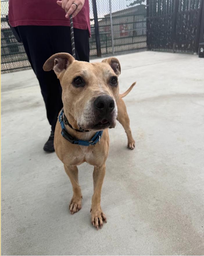 Macho, Adoptable, Adult Male Pit Bull Terrier.