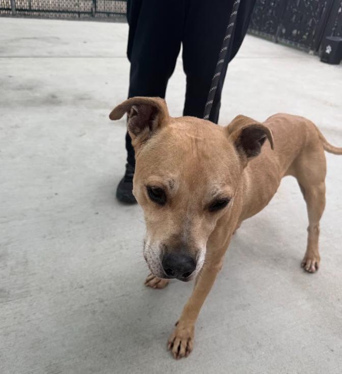 Macho, a Adoptable Pit Bull Terrier in San Diego, CA image 2/5