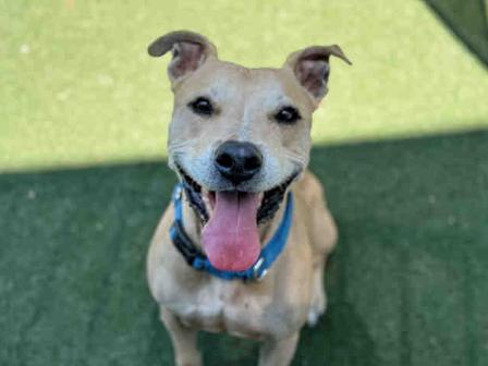 Macho, a Adoptable Pit Bull Terrier in San Diego, CA image 3/5