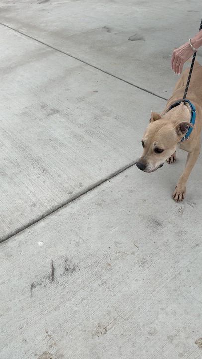 Enlarge Macho, a Adoptable Pit Bull Terrier in San Diego, CA video 4/5