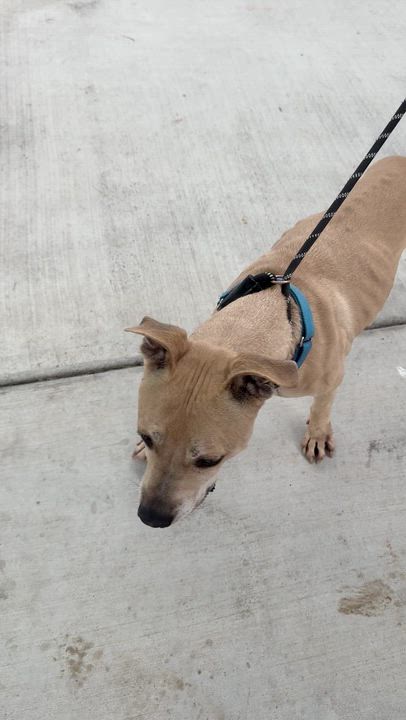 Enlarge Macho, a Adoptable Pit Bull Terrier in San Diego, CA video 5/5