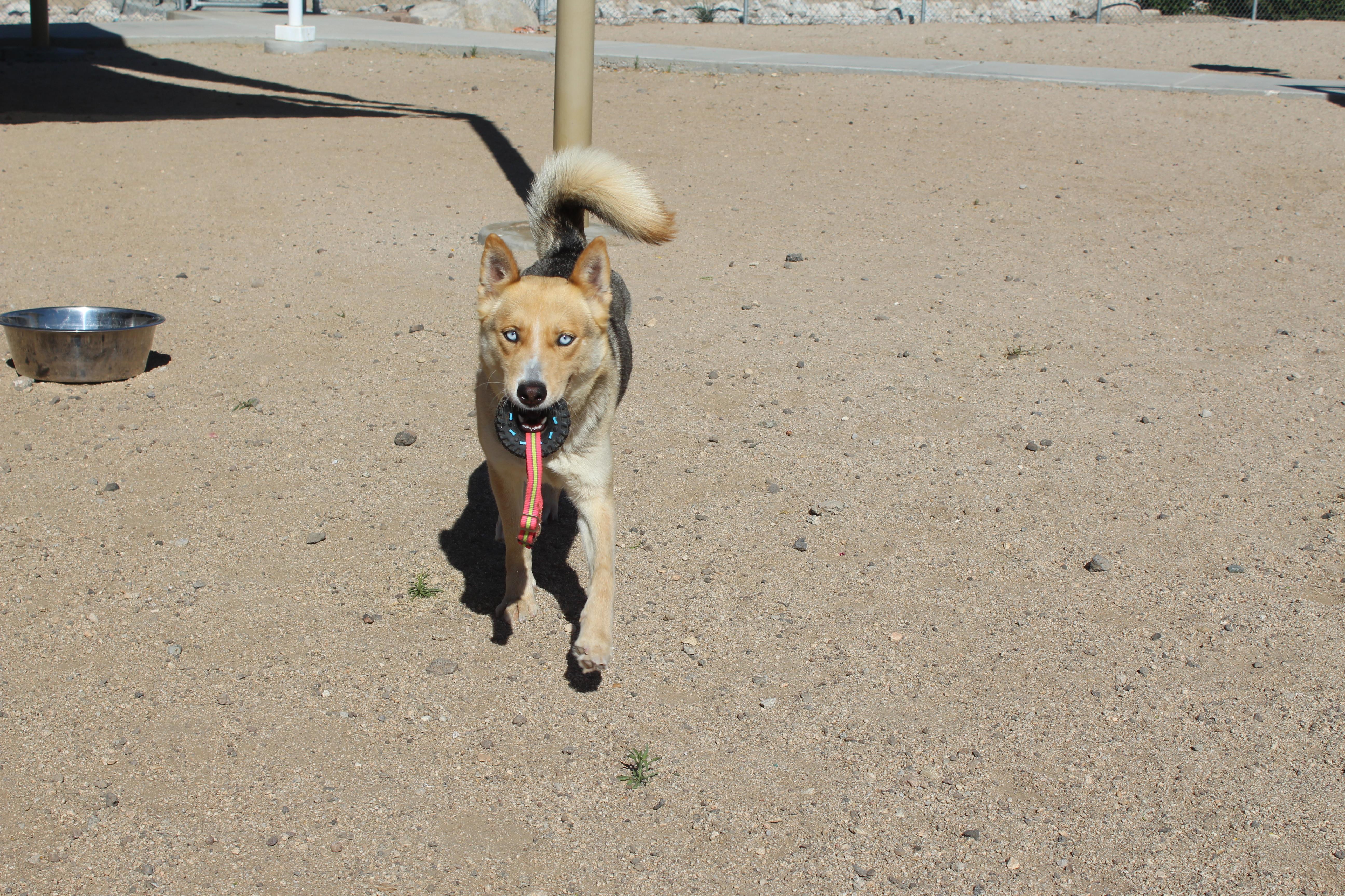 Enlarge Layla, an adopted mixed breed in Yucca Valley, CA image 6/6