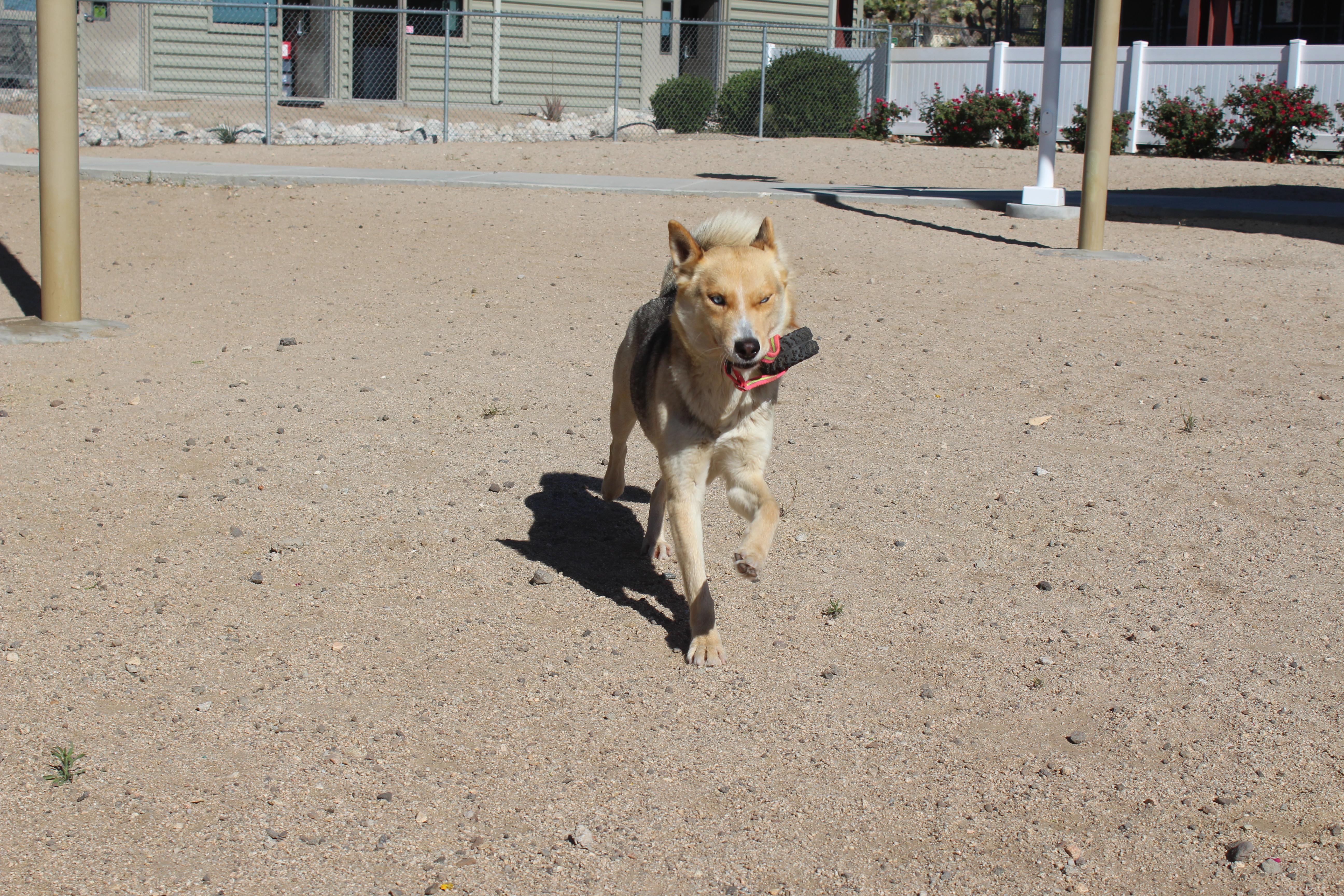 Enlarge Layla, an adopted mixed breed in Yucca Valley, CA image 5/6