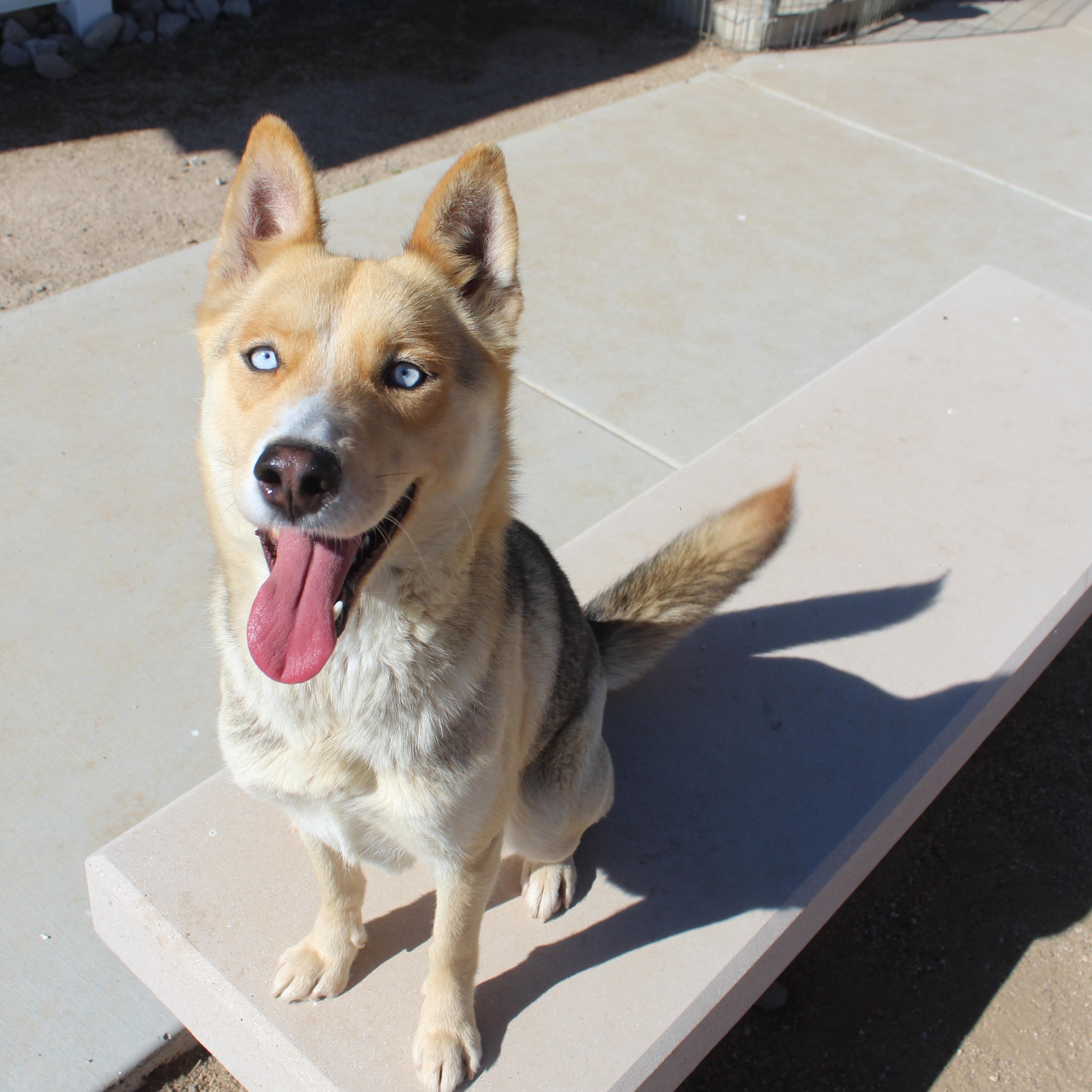 Layla, adopted, Adult Female Husky.