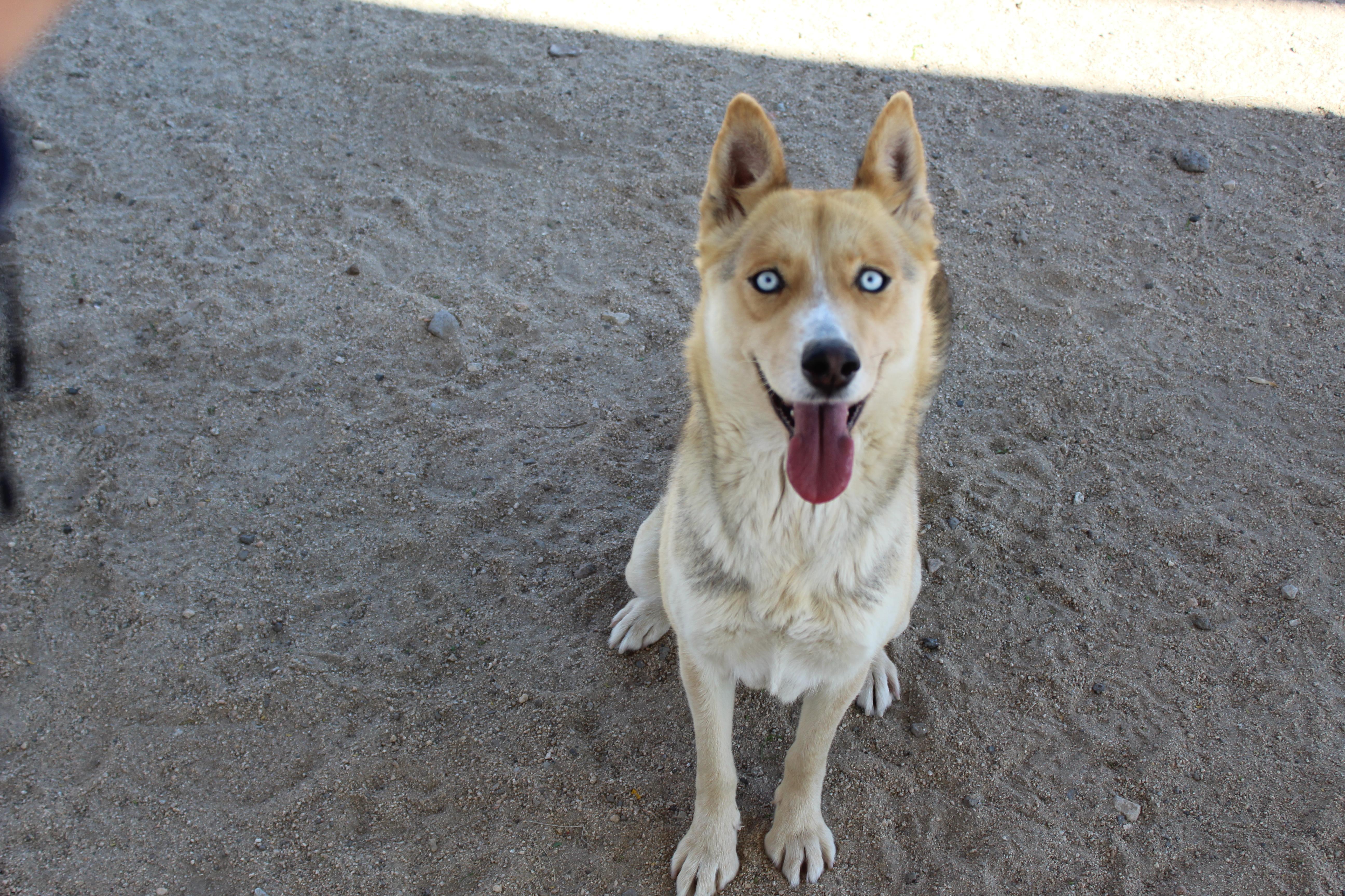 Enlarge Layla, an adopted mixed breed in Yucca Valley, CA image 3/6