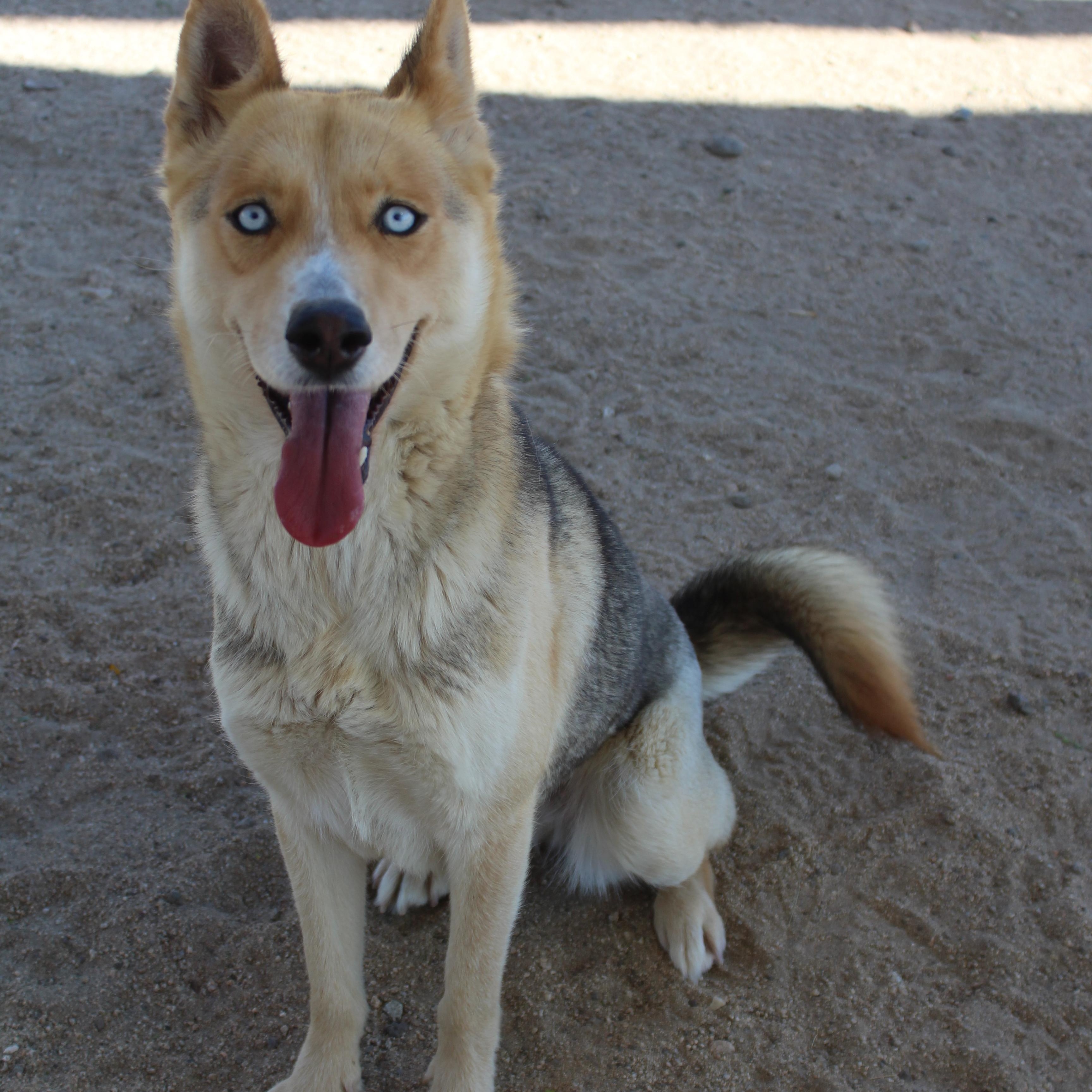 Enlarge Layla, an adopted mixed breed in Yucca Valley, CA image 4/6