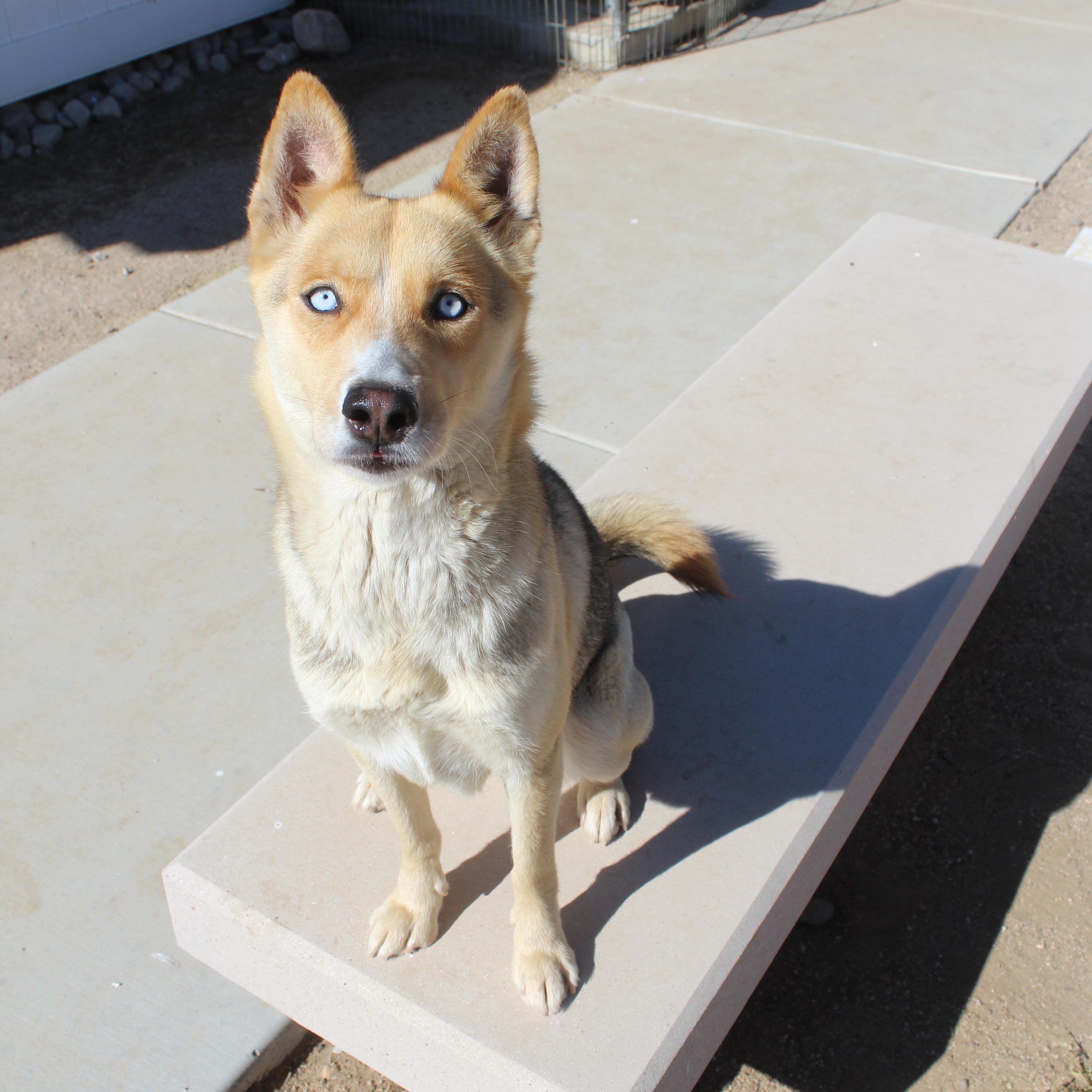 Enlarge Layla, an adopted mixed breed in Yucca Valley, CA image 2/6