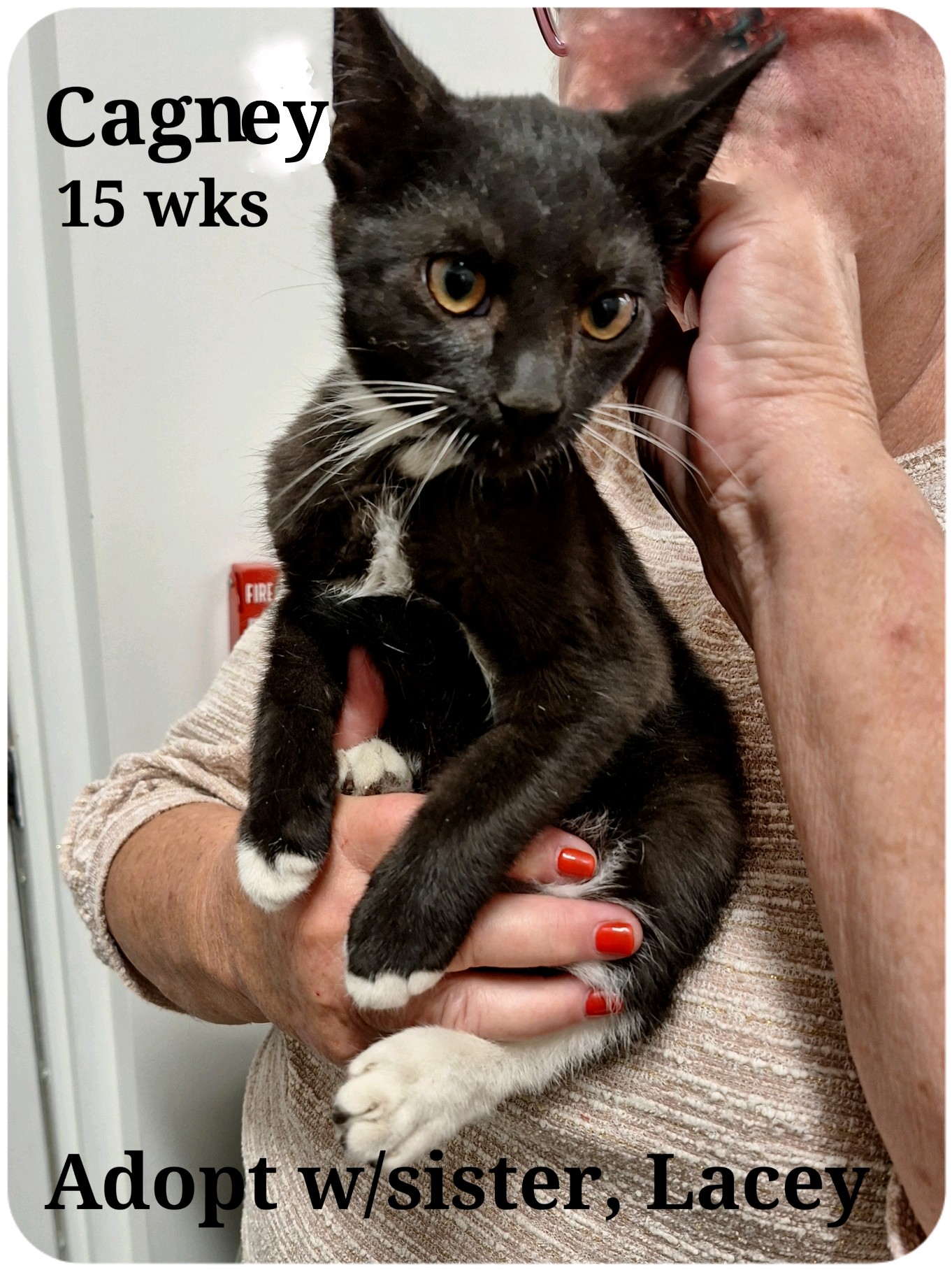 Cagney and Lacey, a Adoptable Tuxedo in Staunton, VA image 1/4