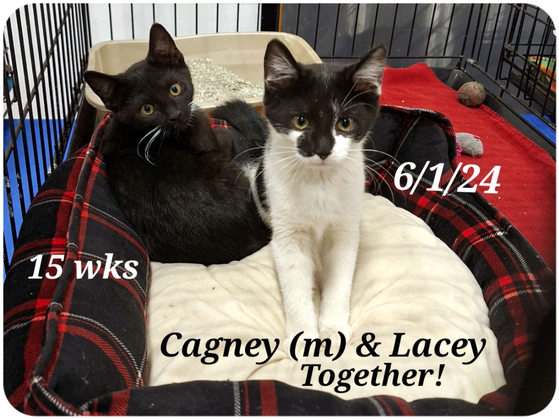 Cagney And Lacey thumbnail 2