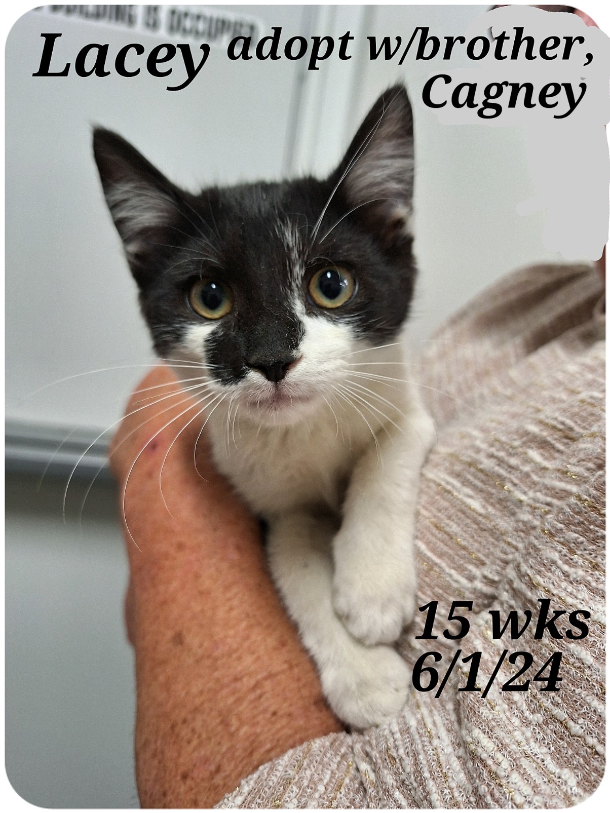 Cagney and Lacey, a Adoptable Tuxedo in Staunton, VA image 3/4