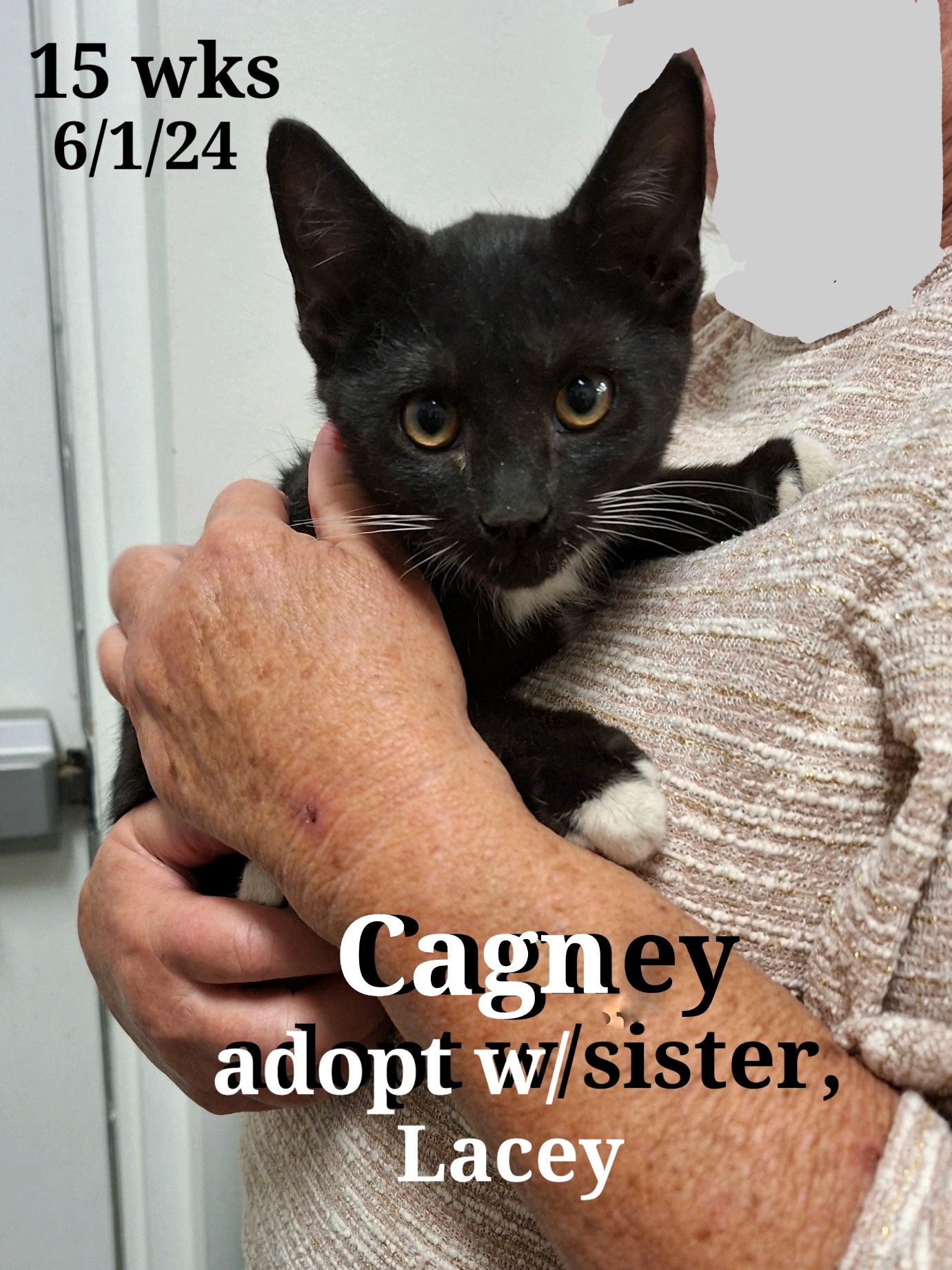 Cagney and Lacey, a Adoptable Tuxedo in Staunton, VA image 4/4