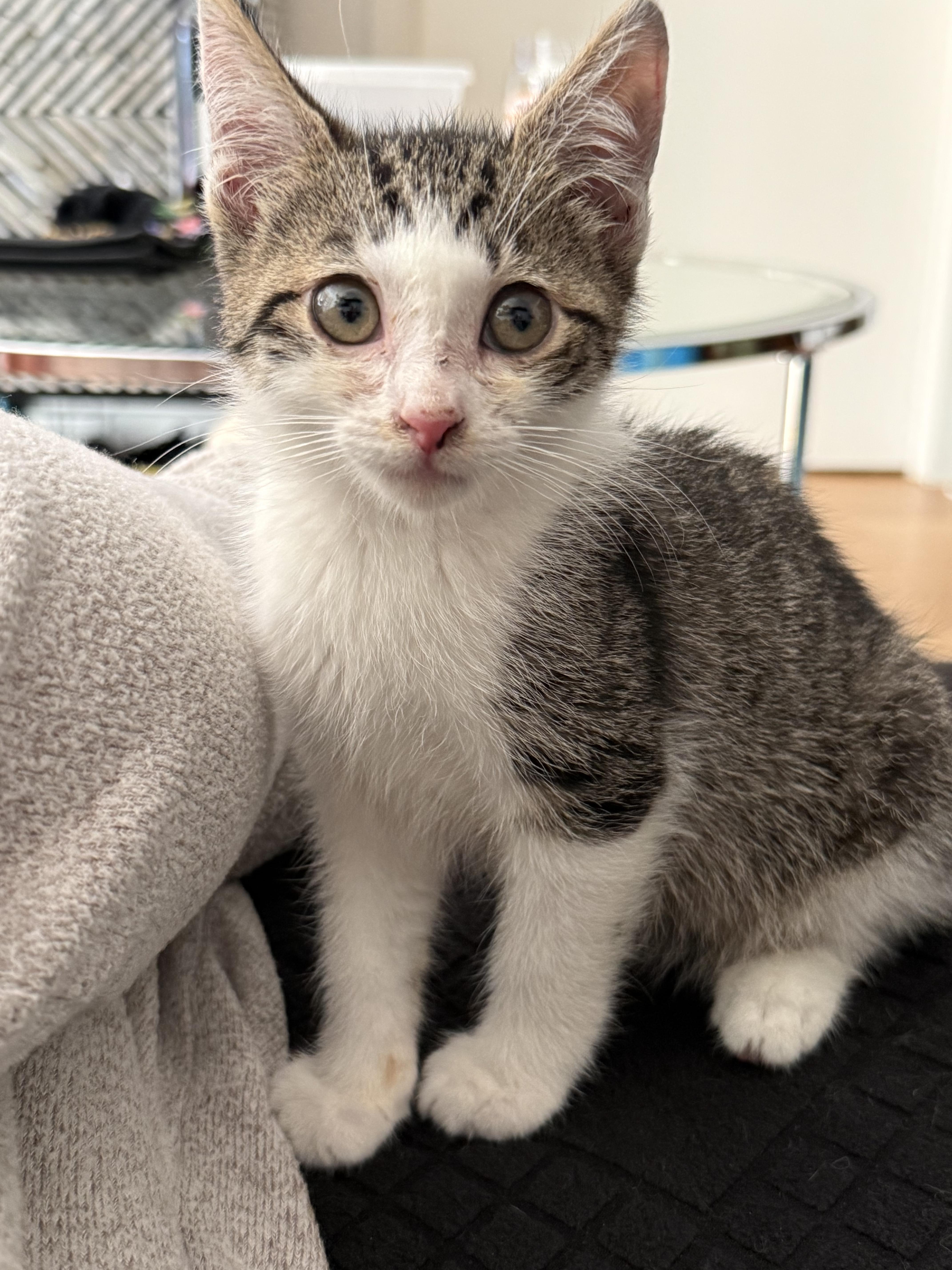 Subaru, ADOPTABLE, Kitten Male Domestic Short Hair.