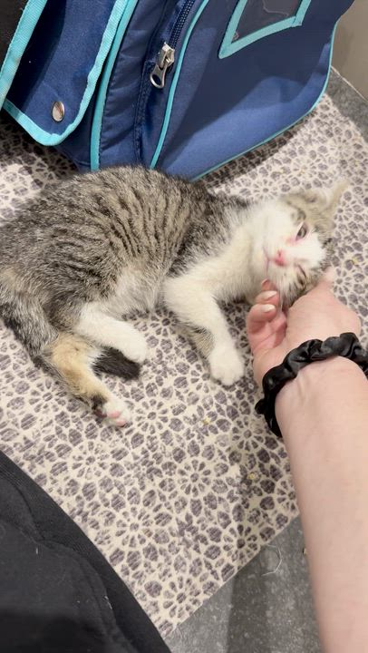 Enlarge Subaru, a ADOPTABLE Domestic Short Hair in brooklyn, NY video 3/6