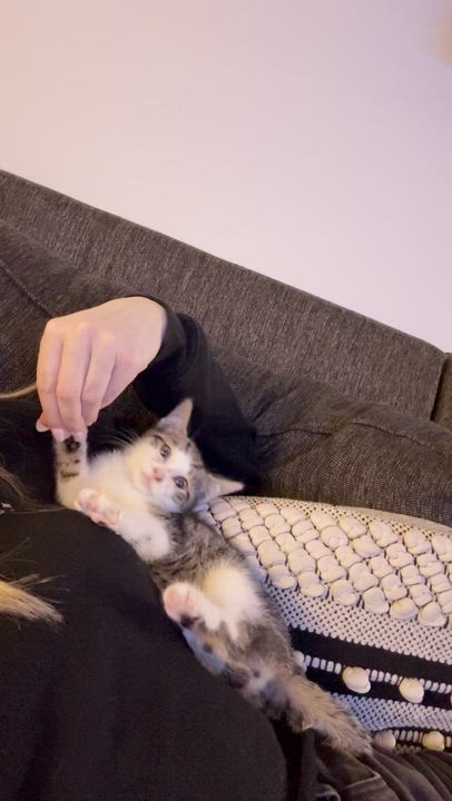 Enlarge Subaru, a ADOPTABLE Domestic Short Hair in brooklyn, NY video 6/6