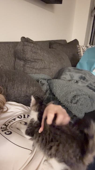 Enlarge Subaru, a ADOPTABLE Domestic Short Hair in brooklyn, NY video 5/6