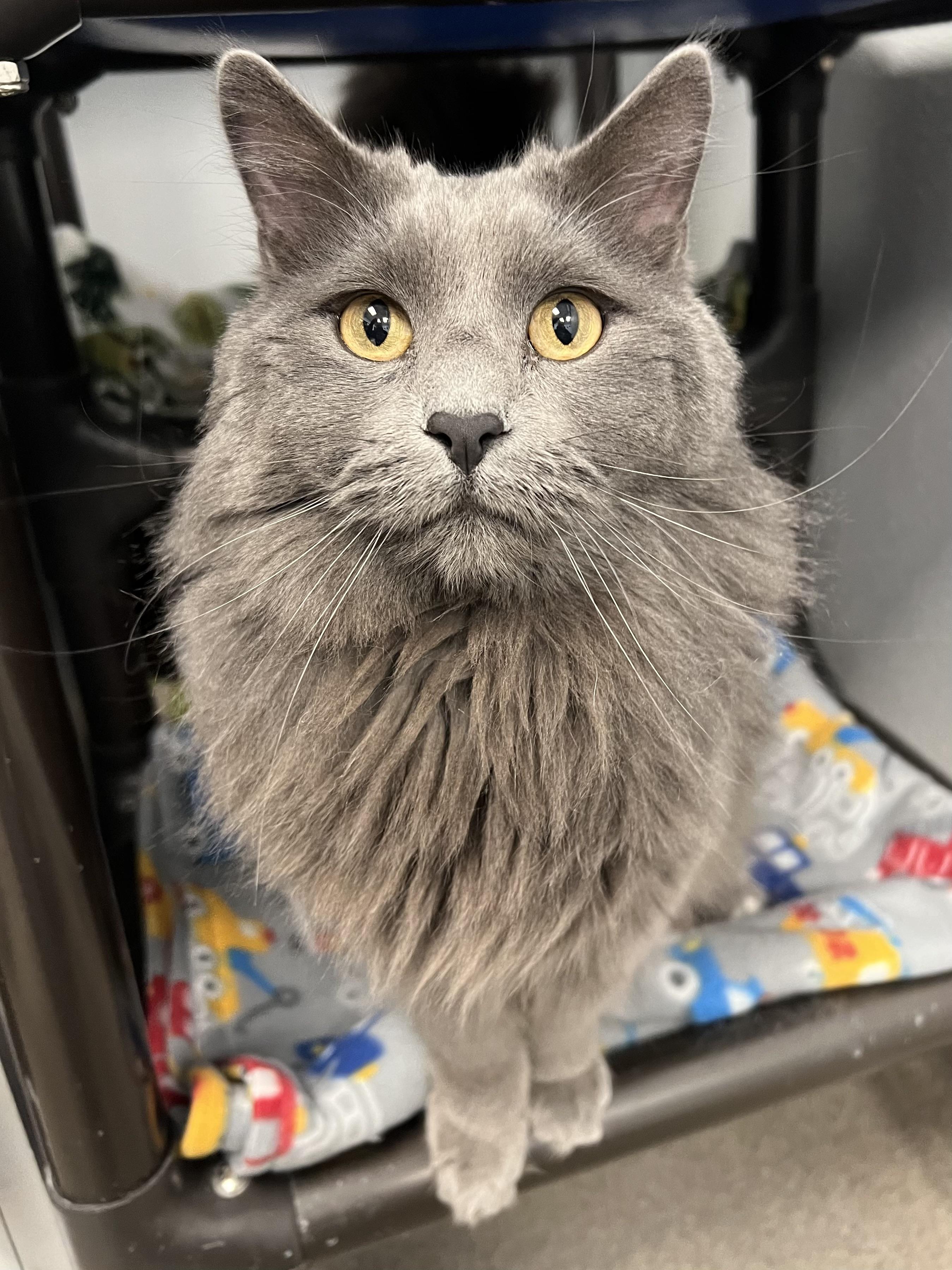 Enlarge Bear , an adopted Domestic Long Hair in Arlington Heights, IL image 1/1