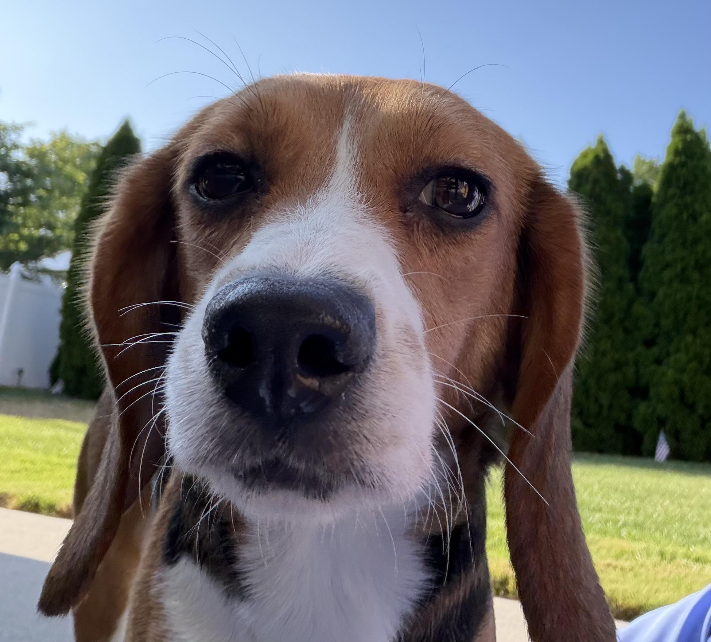 Sweet Pea, a ADOPTABLE Beagle in South Plainfield, NJ image 2/3