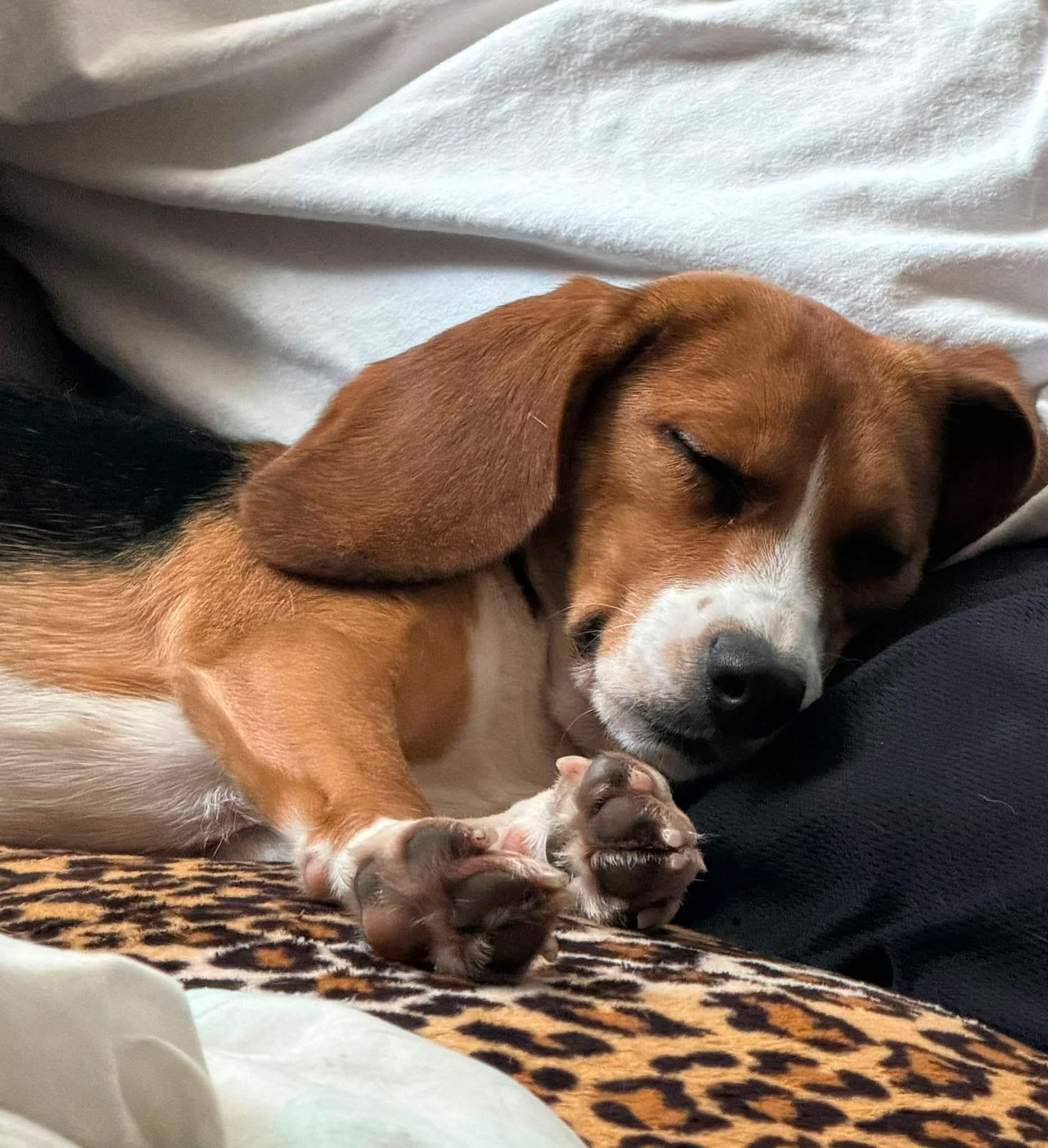 Sweet Pea, ADOPTABLE, Young Female Beagle.