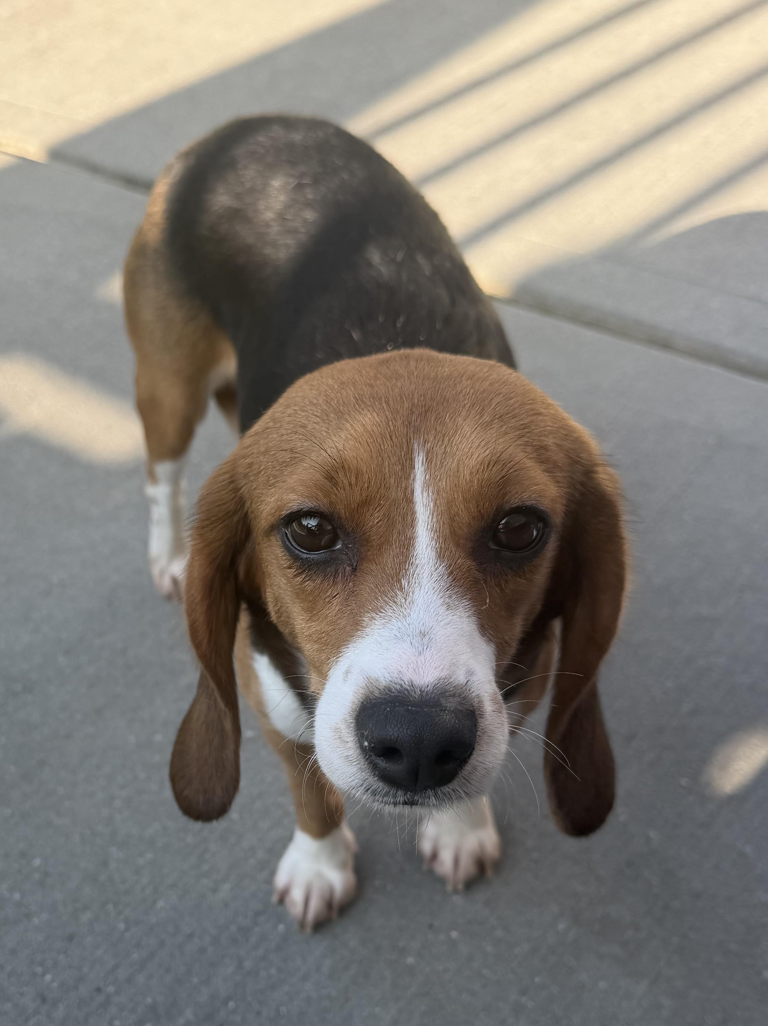 Sweet Pea, a ADOPTABLE Beagle in South Plainfield, NJ image 3/3